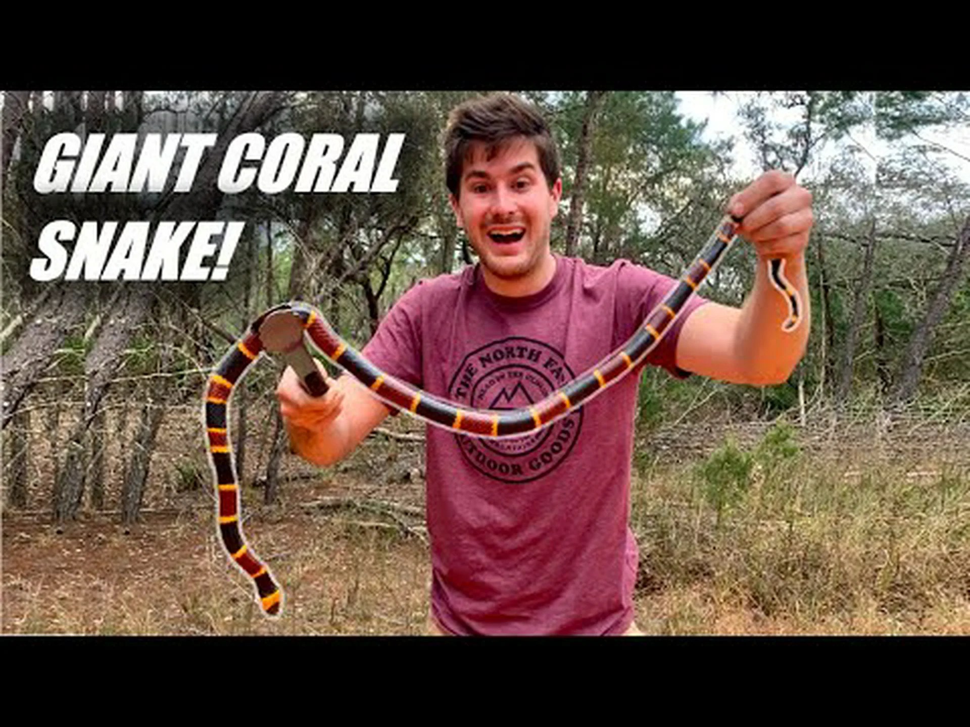 史上最大のサンゴヘビを発見! 史上最大のサンゴヘビを発見!