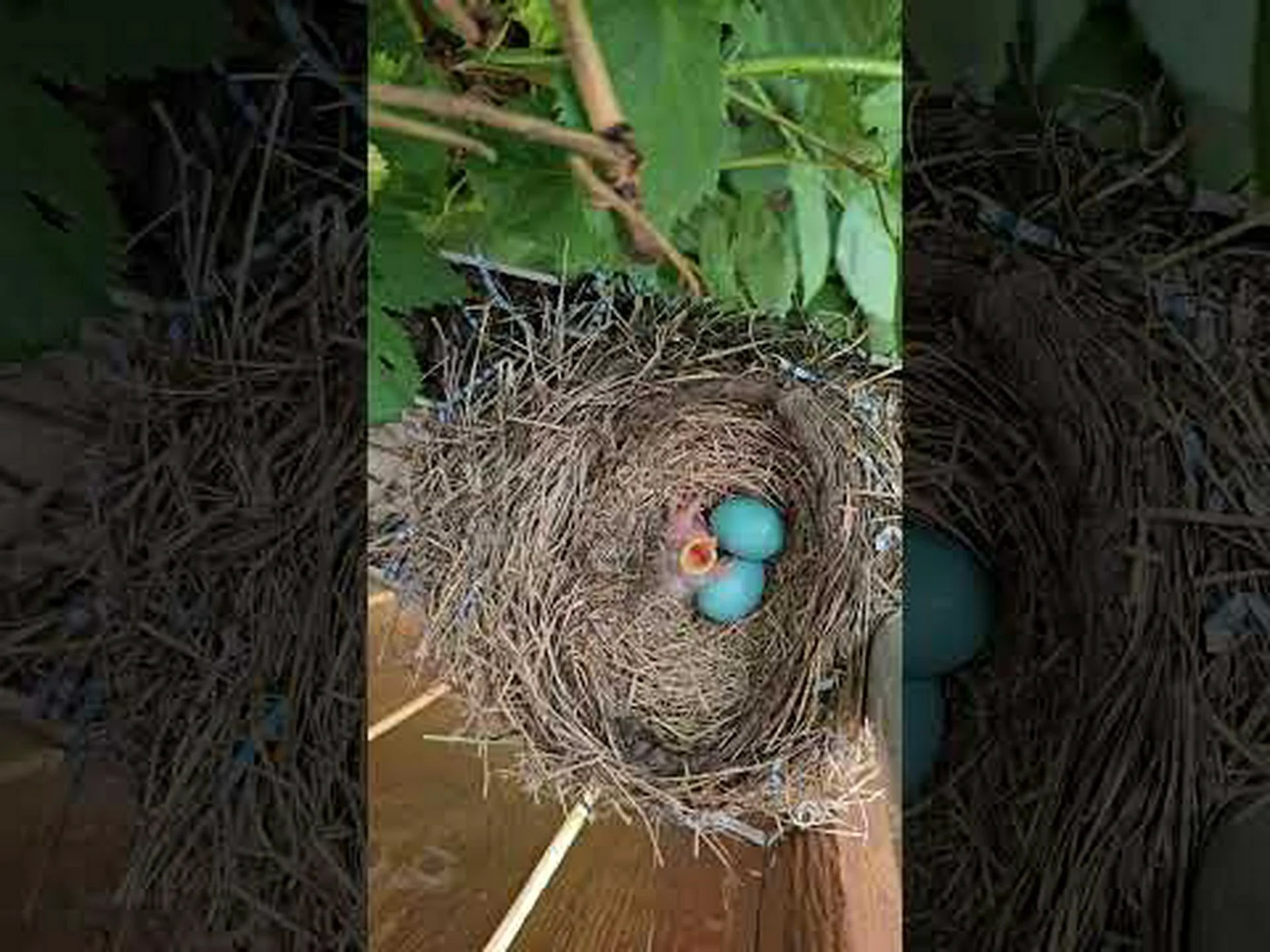 青い卵を産む鳥、アメリカコマドリをご紹介します 青い卵を産む鳥、アメリカコマドリをご紹介します