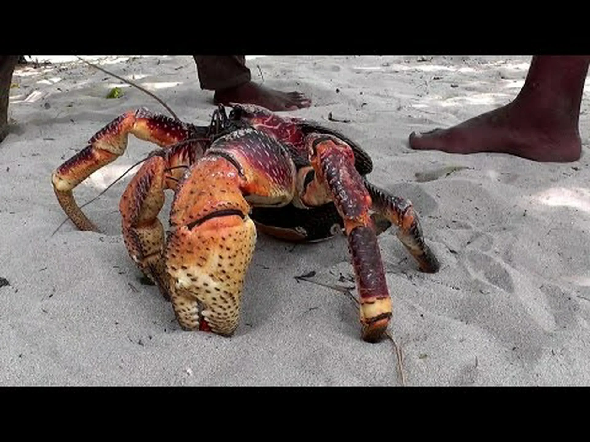 巨大ヤシガニ、哺乳類を食べる巨像、陸上に生息する最大の甲殻類を発見 巨大ヤシガニ、哺乳類を食べる巨像、陸上に生息する最大の甲殻類を発見