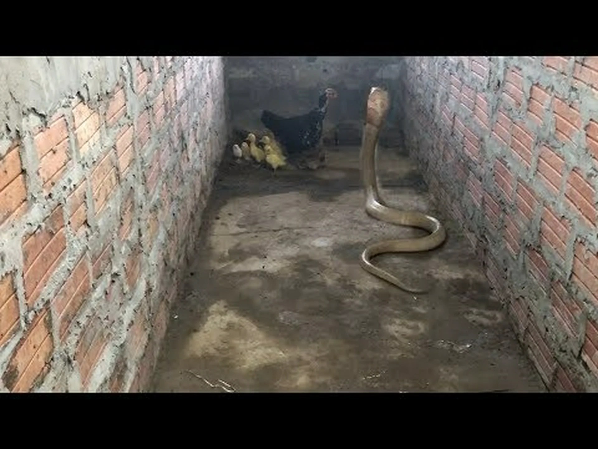 キングコブラから赤ちゃんを恐れることなく守る勇敢な母鶏を観察 キングコブラから赤ちゃんを恐れることなく守る勇敢な母鶏を観察