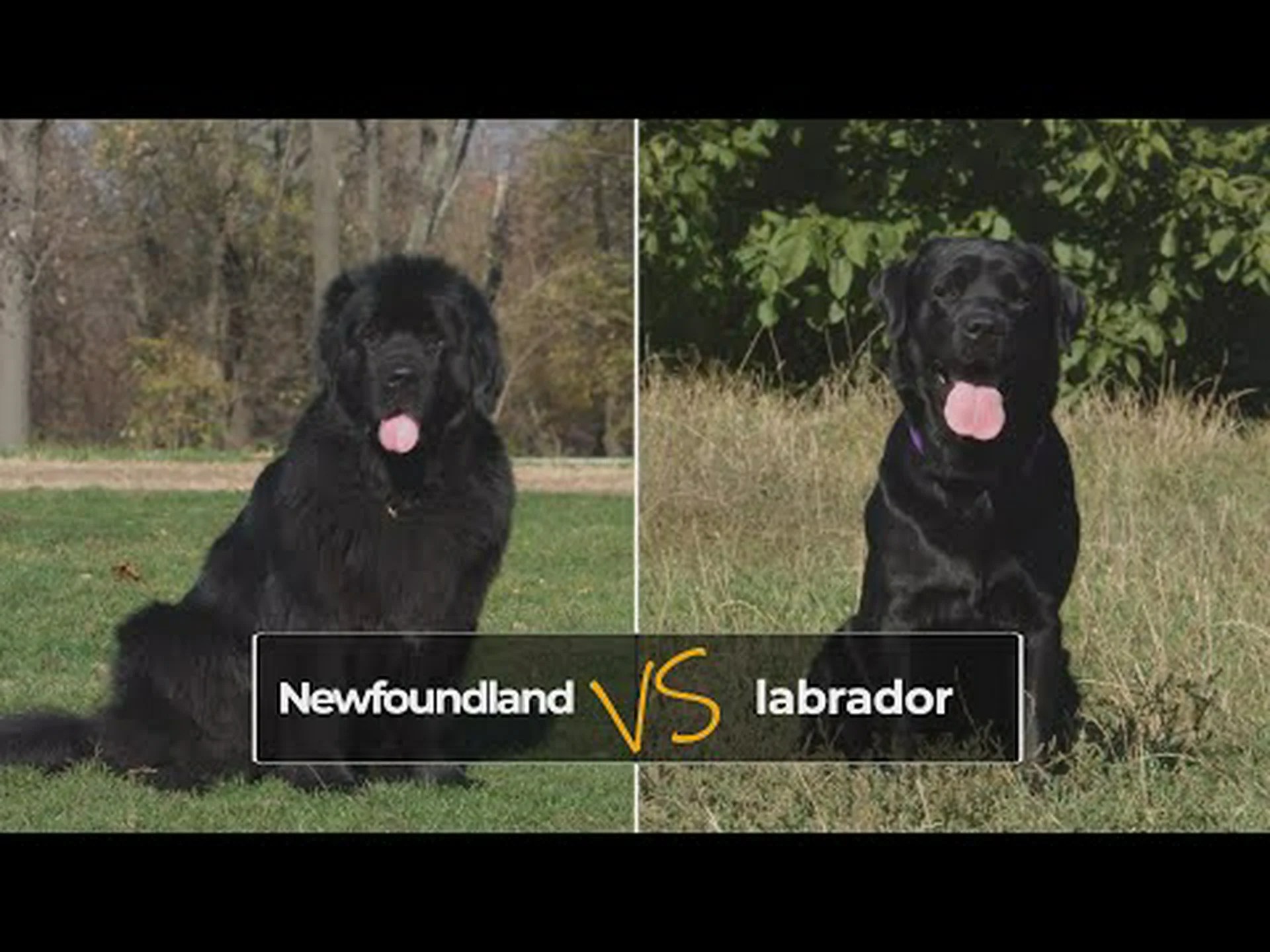 ニューファンドランドレトリバーとラブラドールレトリバー:5つの主な違いを解説 ニューファンドランドレトリバーとラブラドールレトリバー:5つの主な違いを解説