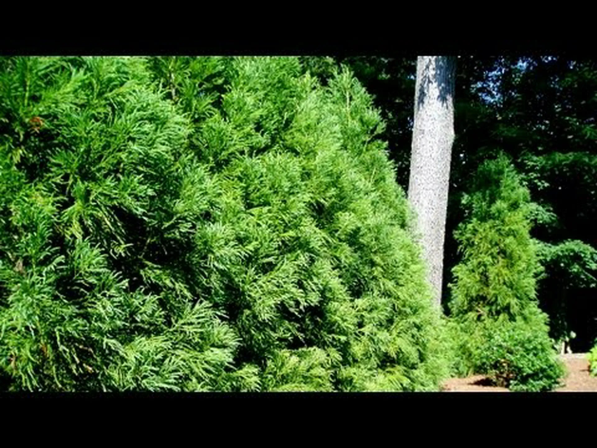 日本のスギはプライバシーツリーとして使用するのに適していますか?人里離れた場所を提供する 7 本の似た木 日本のスギはプライバシーツリーとして使用するのに適していますか?人里離れた場所を提供する 7 本の似た木