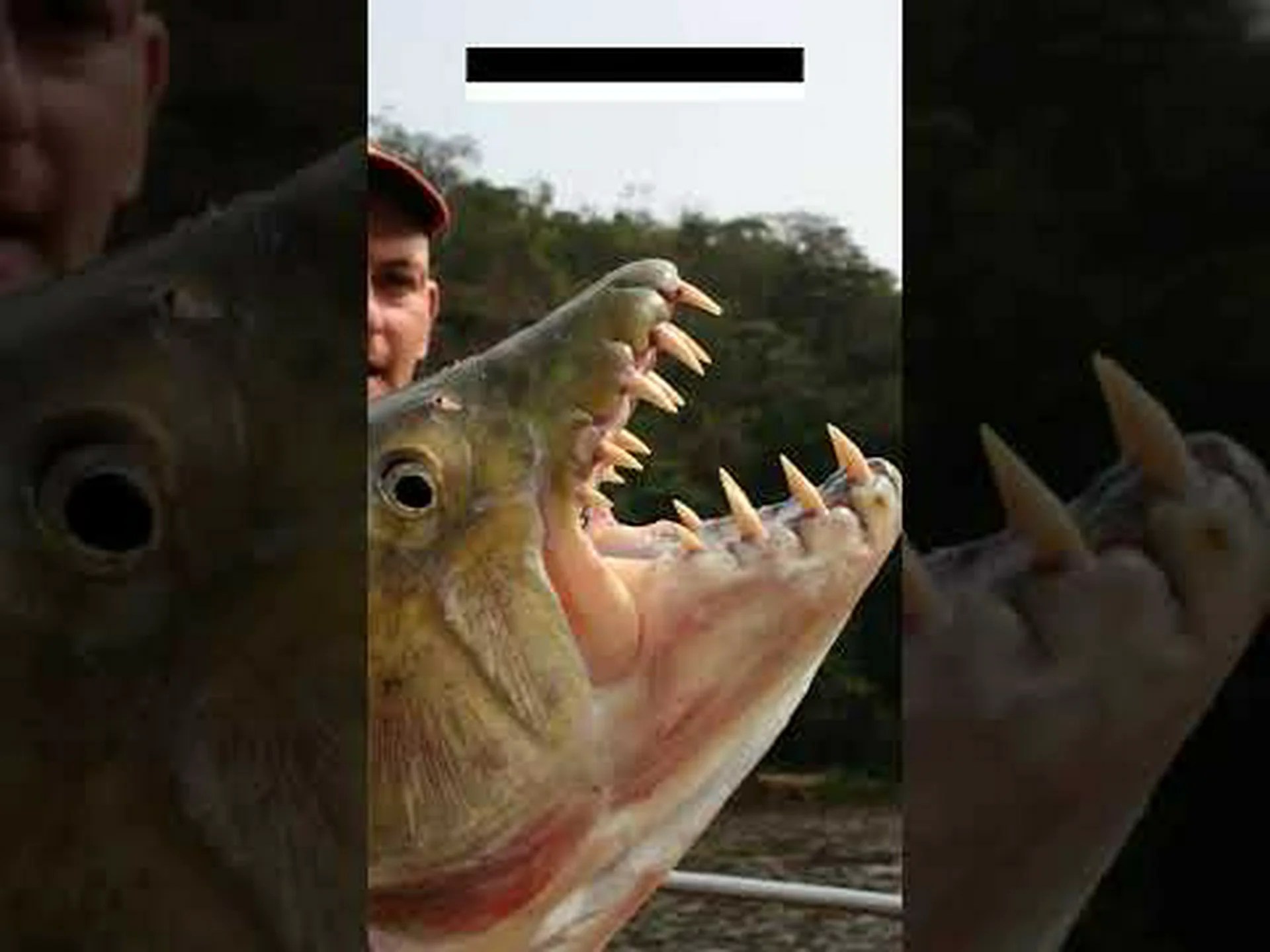 ホホジロザメほどの大きさの歯を持つ川の怪物魚を発見しましょう! ホホジロザメほどの大きさの歯を持つ川の怪物魚を発見しましょう!