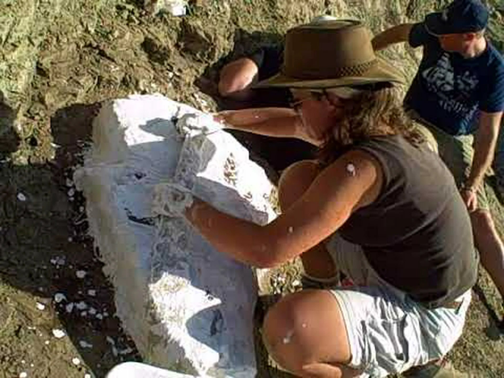 アルゼンチンで見つかった 8 つの素晴らしい魚を発見 アルゼンチンで見つかった 8 つの素晴らしい魚を発見