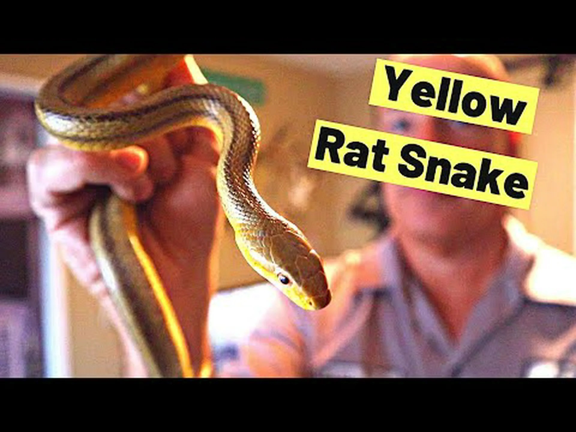 コーチウィップスネーク vs チキンスネーク (イエローラットスネーク): 違いを探る コーチウィップスネーク vs チキンスネーク (イエローラットスネーク): 違いを探る