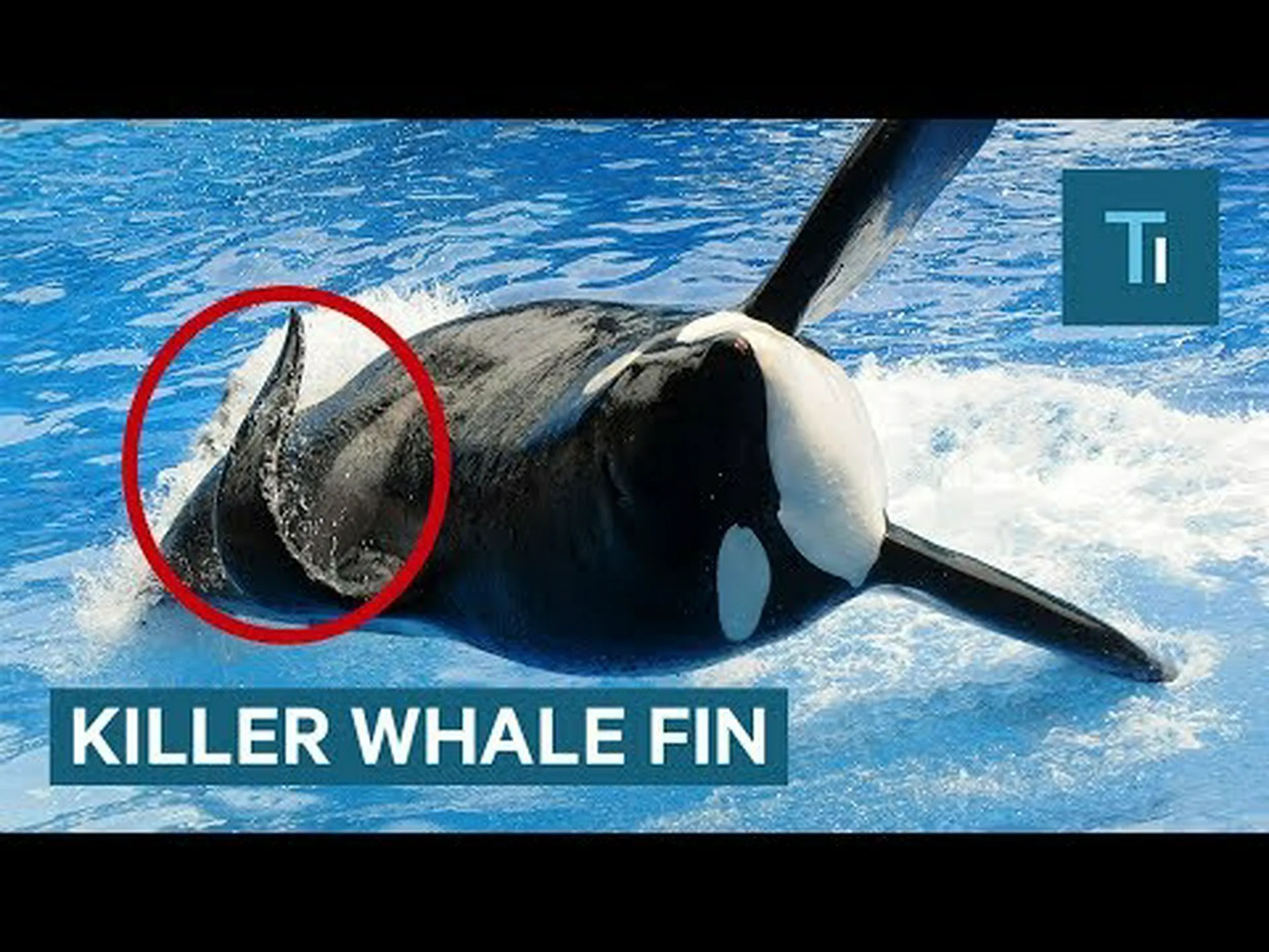 一部のシャチの背びれがつぶれる理由を発見する 一部のシャチの背びれがつぶれる理由を発見する