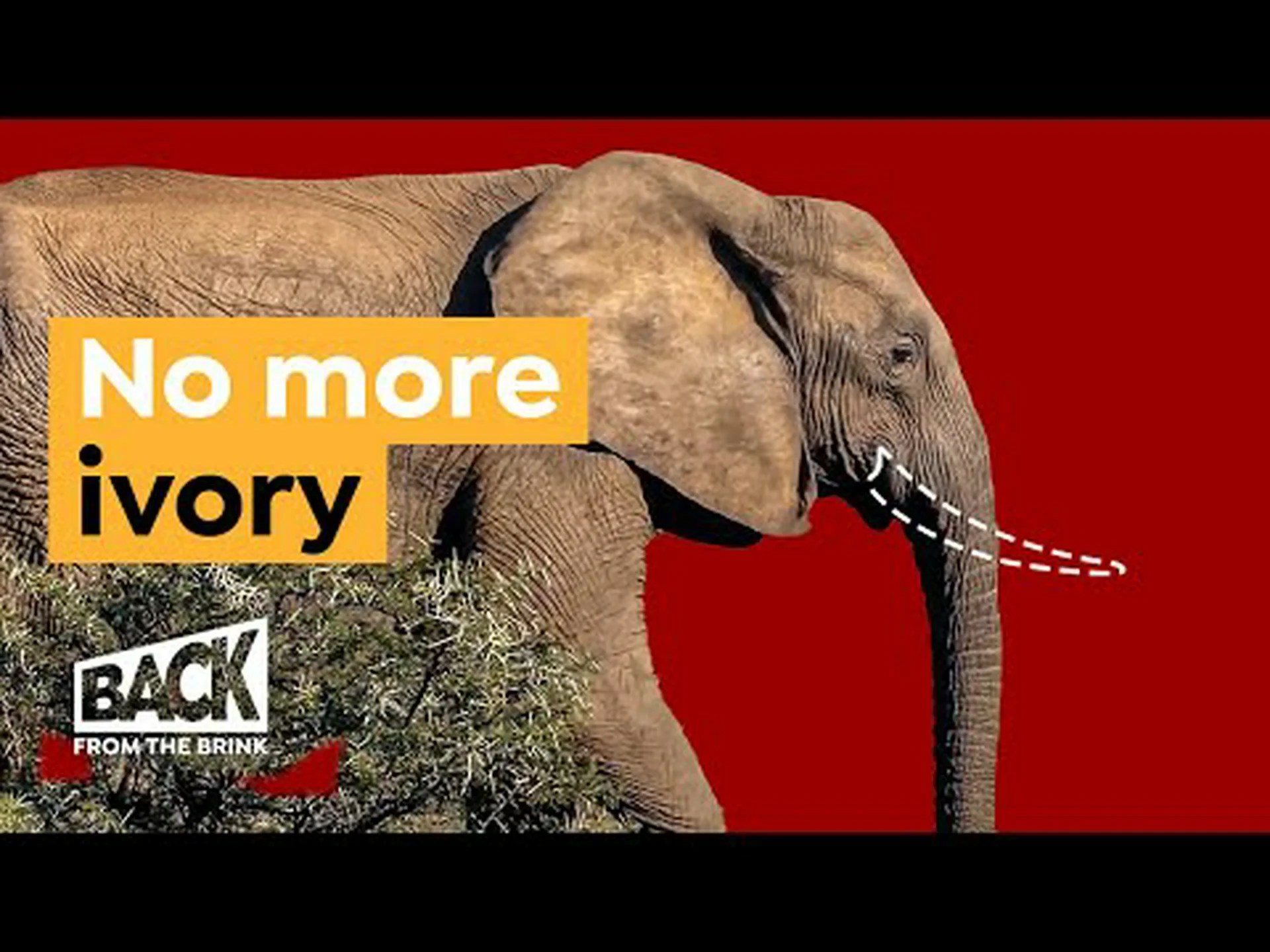 新しい研究:長年の密猟を経てゾウは進化の軌跡を変える 新しい研究:長年の密猟を経てゾウは進化の軌跡を変える