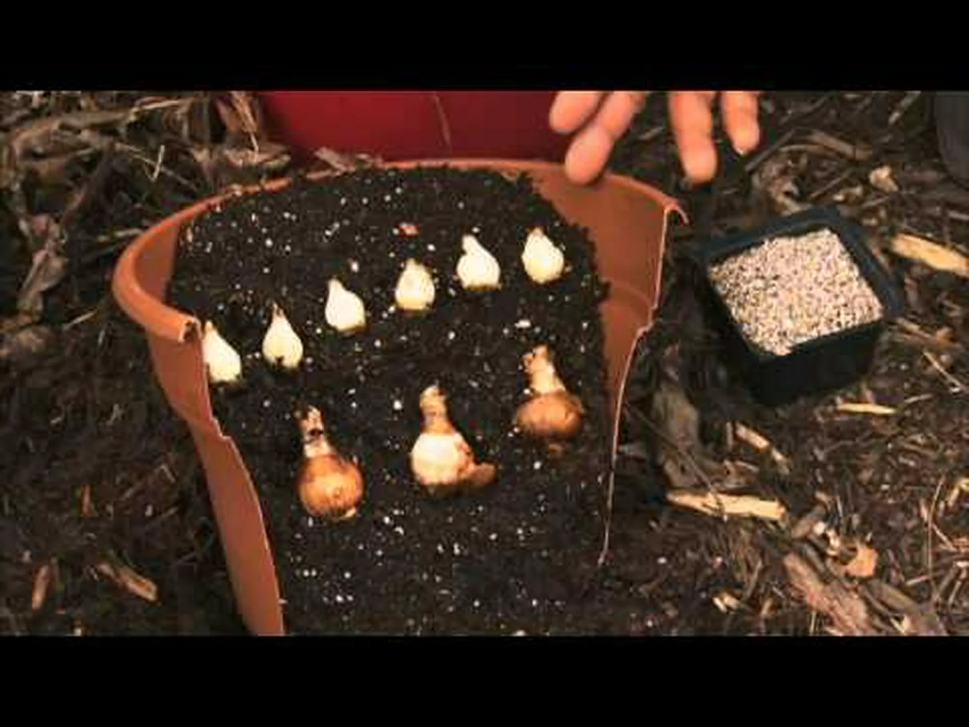 水仙とチューリップ: 違いは何ですか? 水仙とチューリップ: 違いは何ですか?