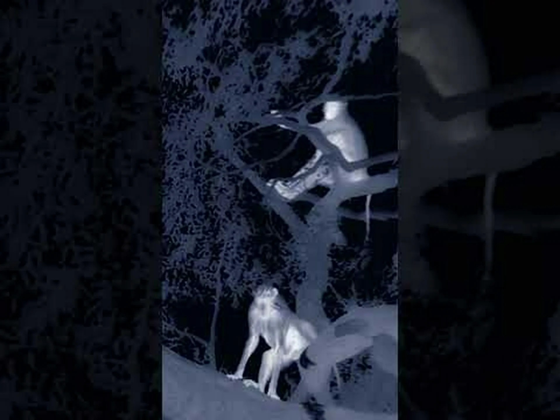 狩猟中のヒョウがヒヒの突撃後に木の上30フィートで怖がりな猫になる様子を観察する 狩猟中のヒョウがヒヒの突撃後に木の上30フィートで怖がりな猫になる様子を観察する