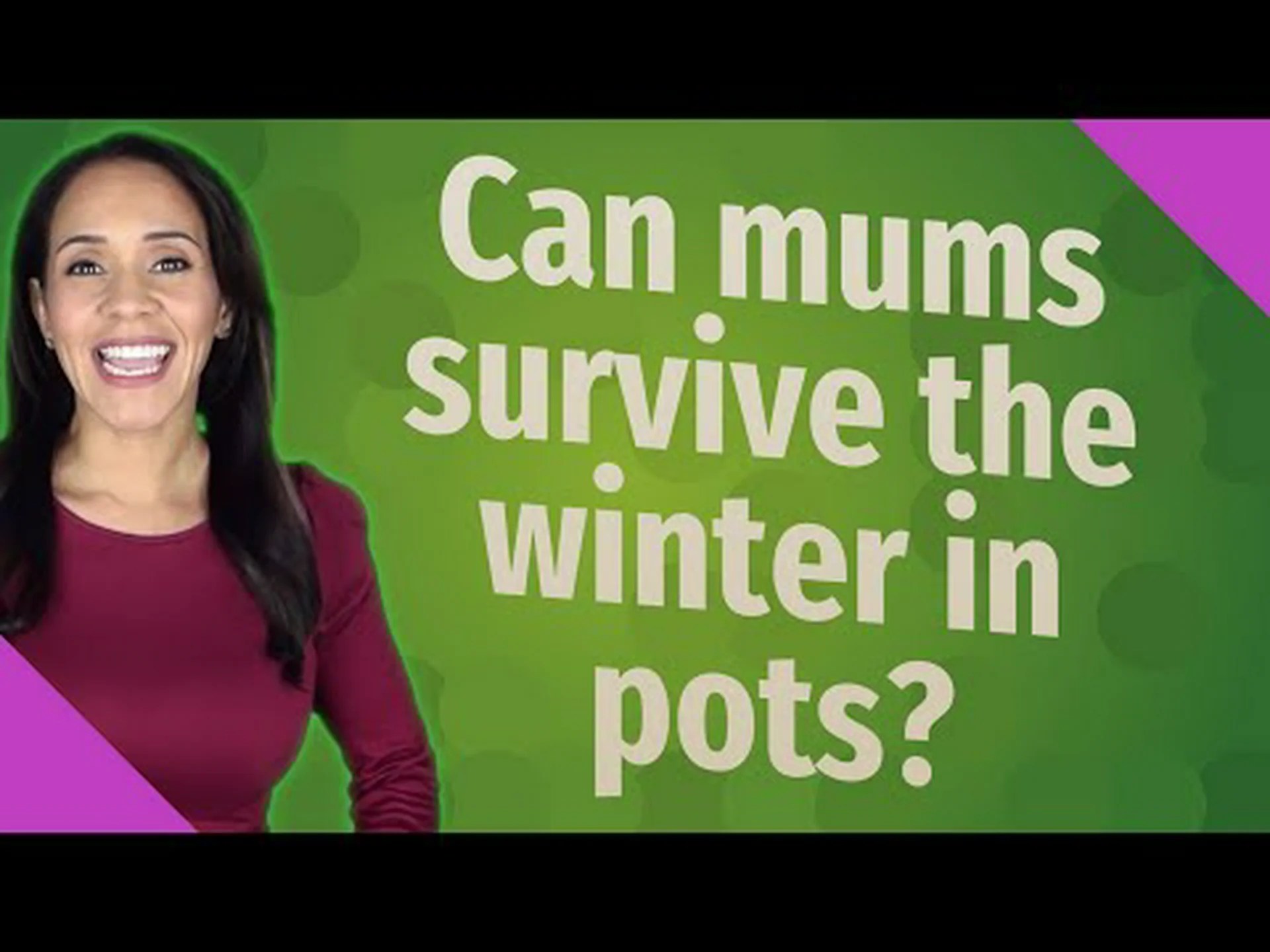 母親は鉢の中で冬を越せるでしょうか?生き続けるための 6 つのヒント 母親は鉢の中で冬を越せるでしょうか?生き続けるための 6 つのヒント