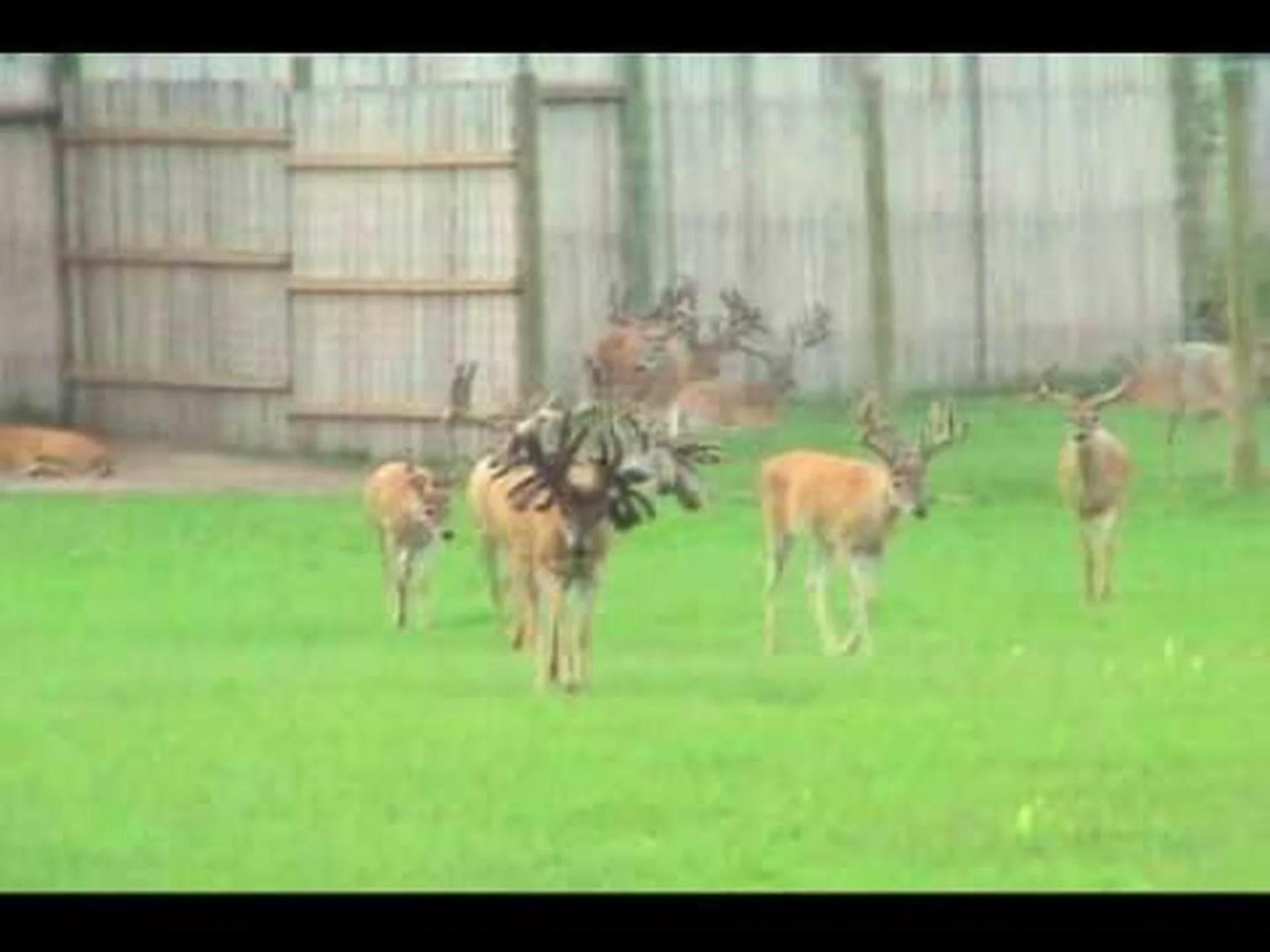 史上最大のオジロジカを発見 史上最大のオジロジカを発見