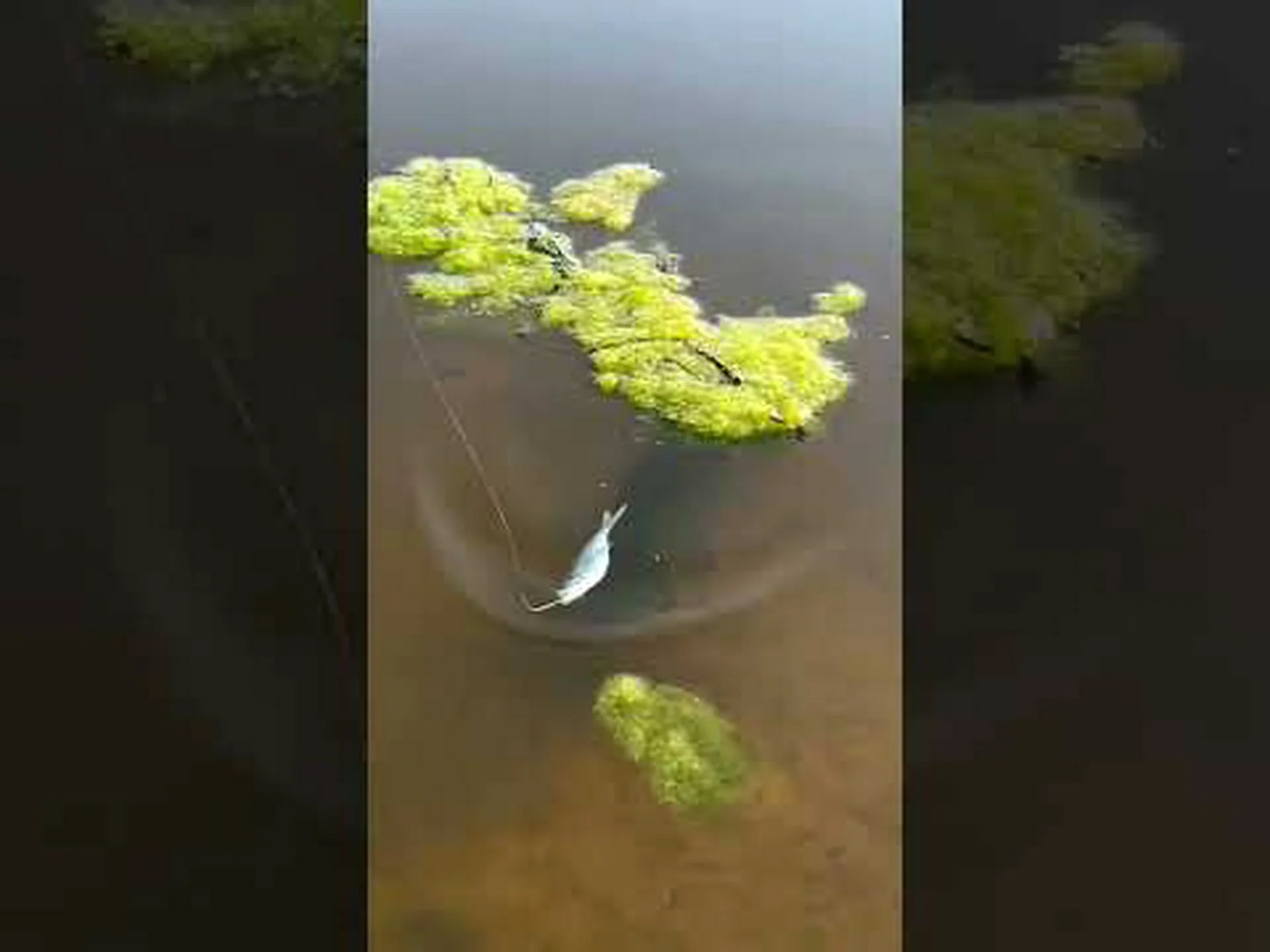 ネバダ州で史上最大のオオクチバスが捕獲された ネバダ州で史上最大のオオクチバスが捕獲された