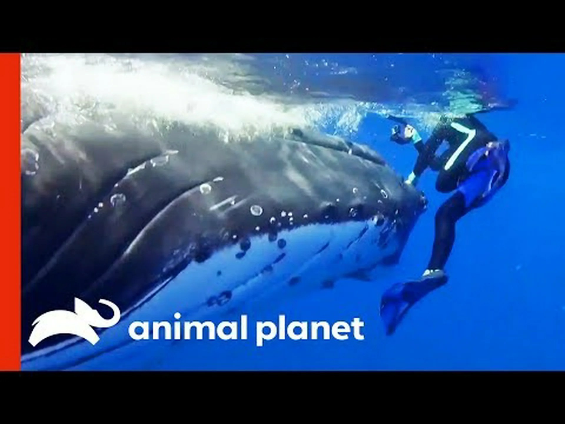 驚異的な反射神経でダイバーを巨大なクジラに食べられそうになったところから救う 驚異的な反射神経でダイバーを巨大なクジラに食べられそうになったところから救う