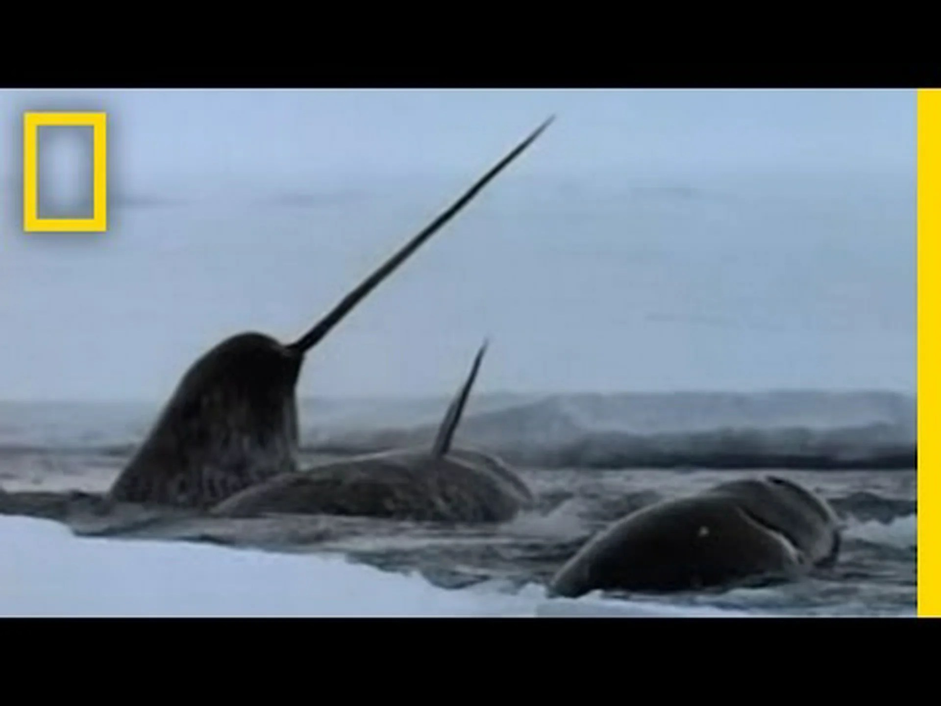 イッカクの頭蓋骨: その巨大な牙はどのようにつながっているのか イッカクの頭蓋骨: その巨大な牙はどのようにつながっているのか