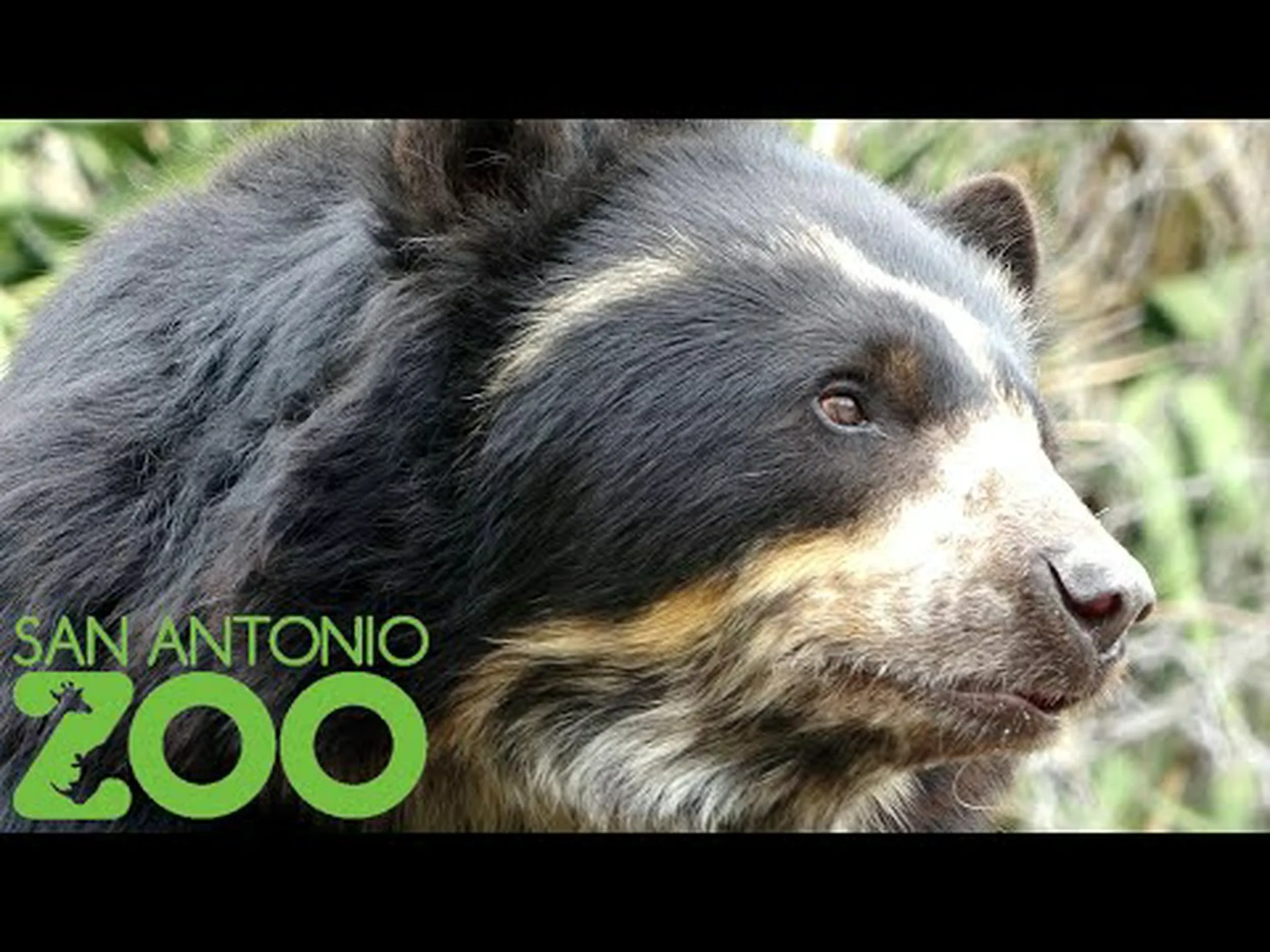 サンアントニオ動物園:行くのに最適な時期 + 見るべき 12 の素晴らしい動物 サンアントニオ動物園:行くのに最適な時期 + 見るべき 12 の素晴らしい動物