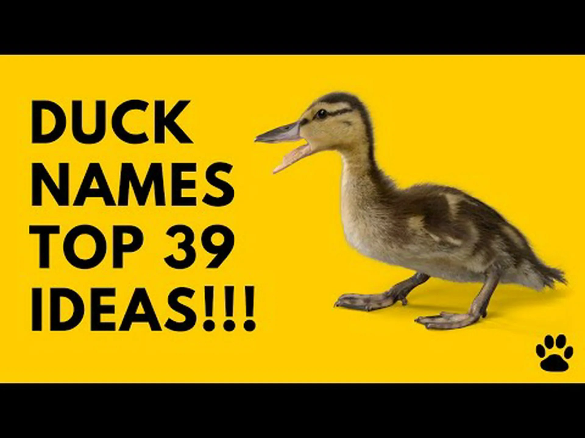 あなたの群れにぴったりの 100 以上の素晴らしいアヒルの名前 あなたの群れにぴったりの 100 以上の素晴らしいアヒルの名前