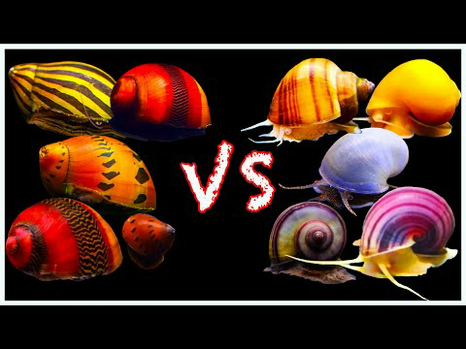 ネリテ vs ミステリー カタツムリ: 違いは何ですか? ネリテ vs ミステリー カタツムリ: 違いは何ですか?