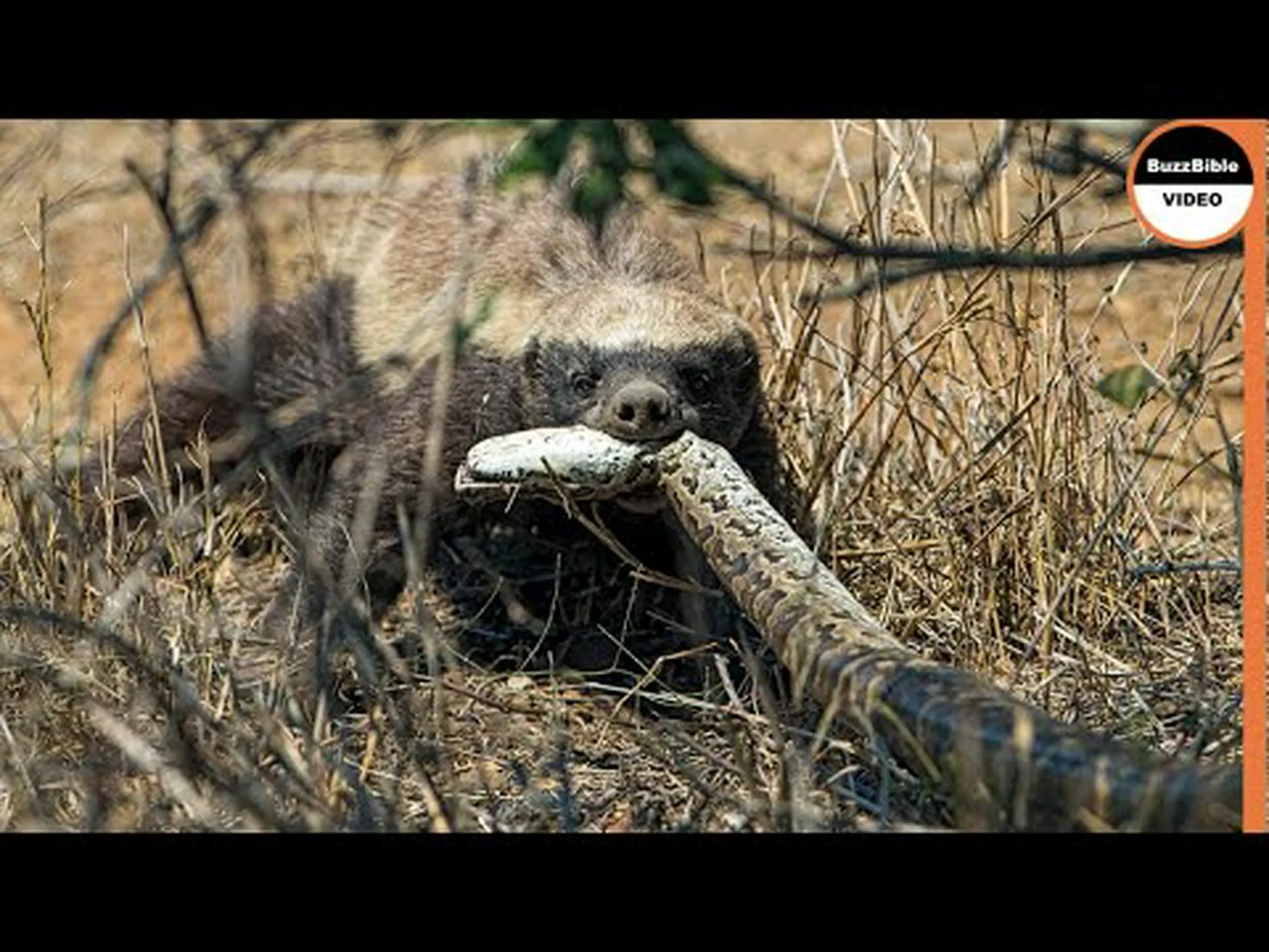 恐れ知らずのラーテルが巨大なニシキヘビの食事を作ろうと木に登る様子を観察する 恐れ知らずのラーテルが巨大なニシキヘビの食事を作ろうと木に登る様子を観察する