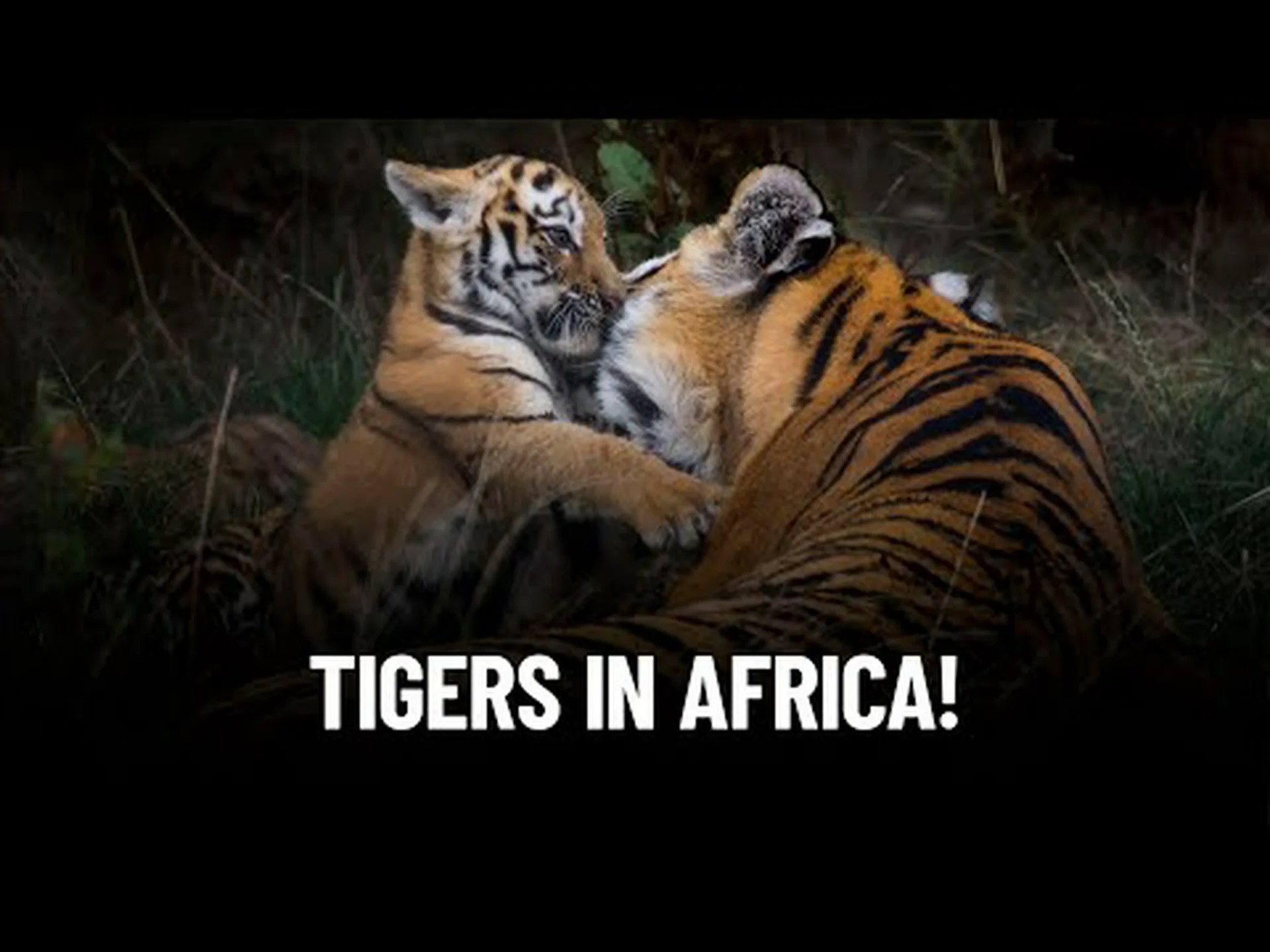 アフリカにトラがいない理由 (そしてアフリカで大型のネコ科動物が生息している理由) アフリカにトラがいない理由 (そしてアフリカで大型のネコ科動物が生息している理由)