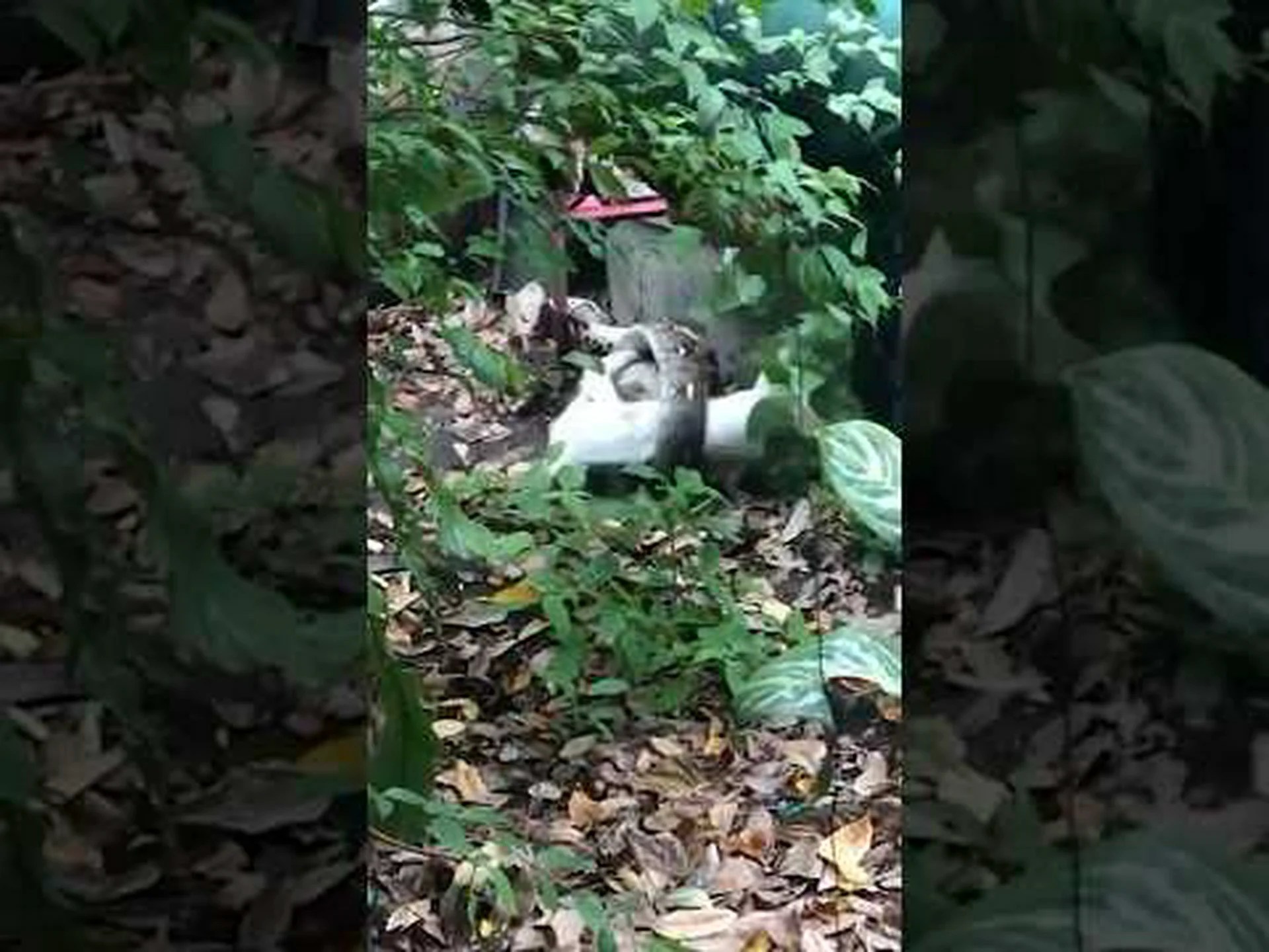 モービルホームパークでニシキヘビを食べる巨大な猫が大混乱に陥る モービルホームパークでニシキヘビを食べる巨大な猫が大混乱に陥る