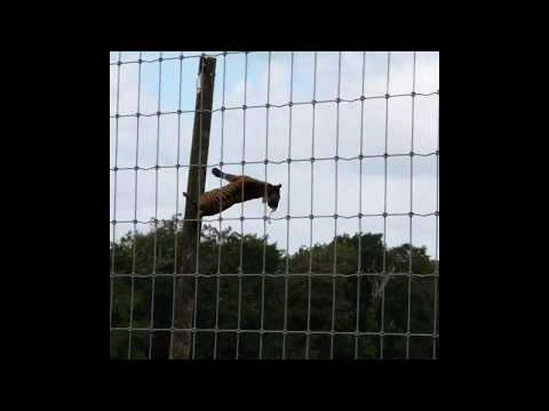 この大人のトラは木にまっすぐ飛び移るのが楽そうに見えます この大人のトラは木にまっすぐ飛び移るのが楽そうに見えます