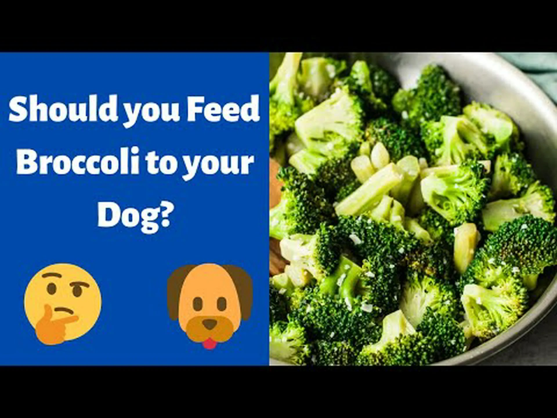 ブロッコリーは犬にとって安全ですか?彼らはどれくらい食べられるのでしょうか? ブロッコリーは犬にとって安全ですか?彼らはどれくらい食べられるのでしょうか?