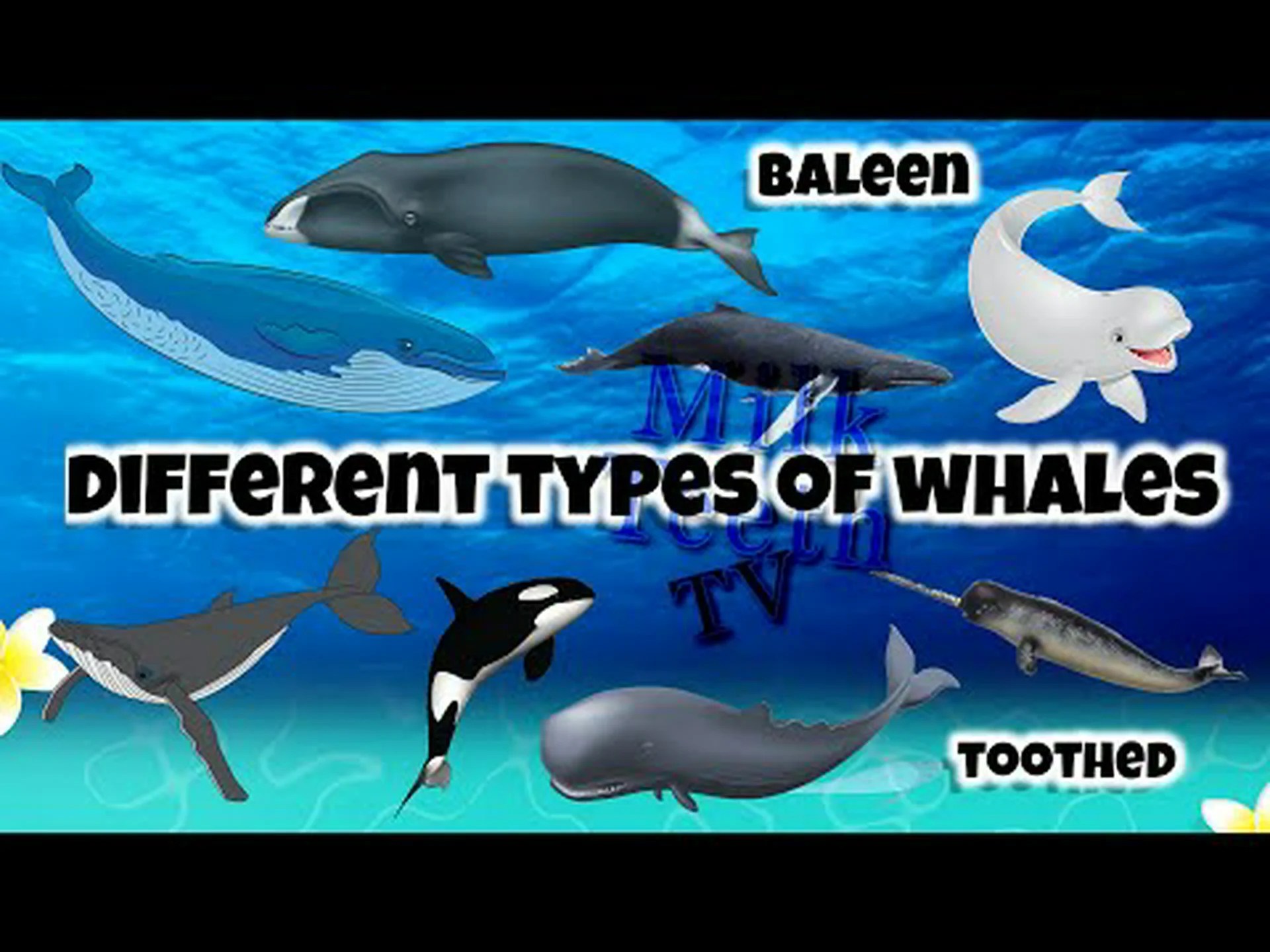 ヒゲクジラの種類: 世界のヒゲクジラの全種 ヒゲクジラの種類: 世界のヒゲクジラの全種