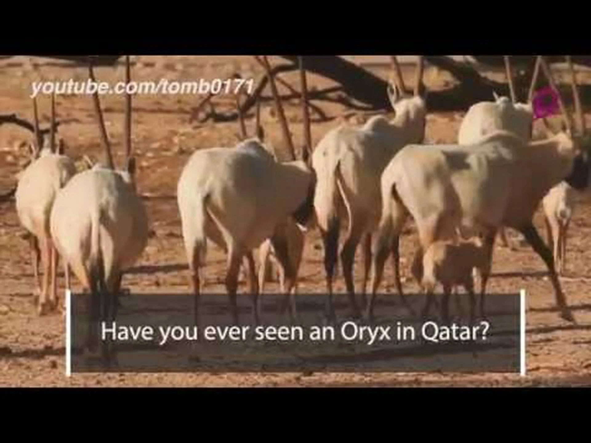 ワールドカップ開催国カタールの国獣、アラビアオリックスを発見 ワールドカップ開催国カタールの国獣、アラビアオリックスを発見