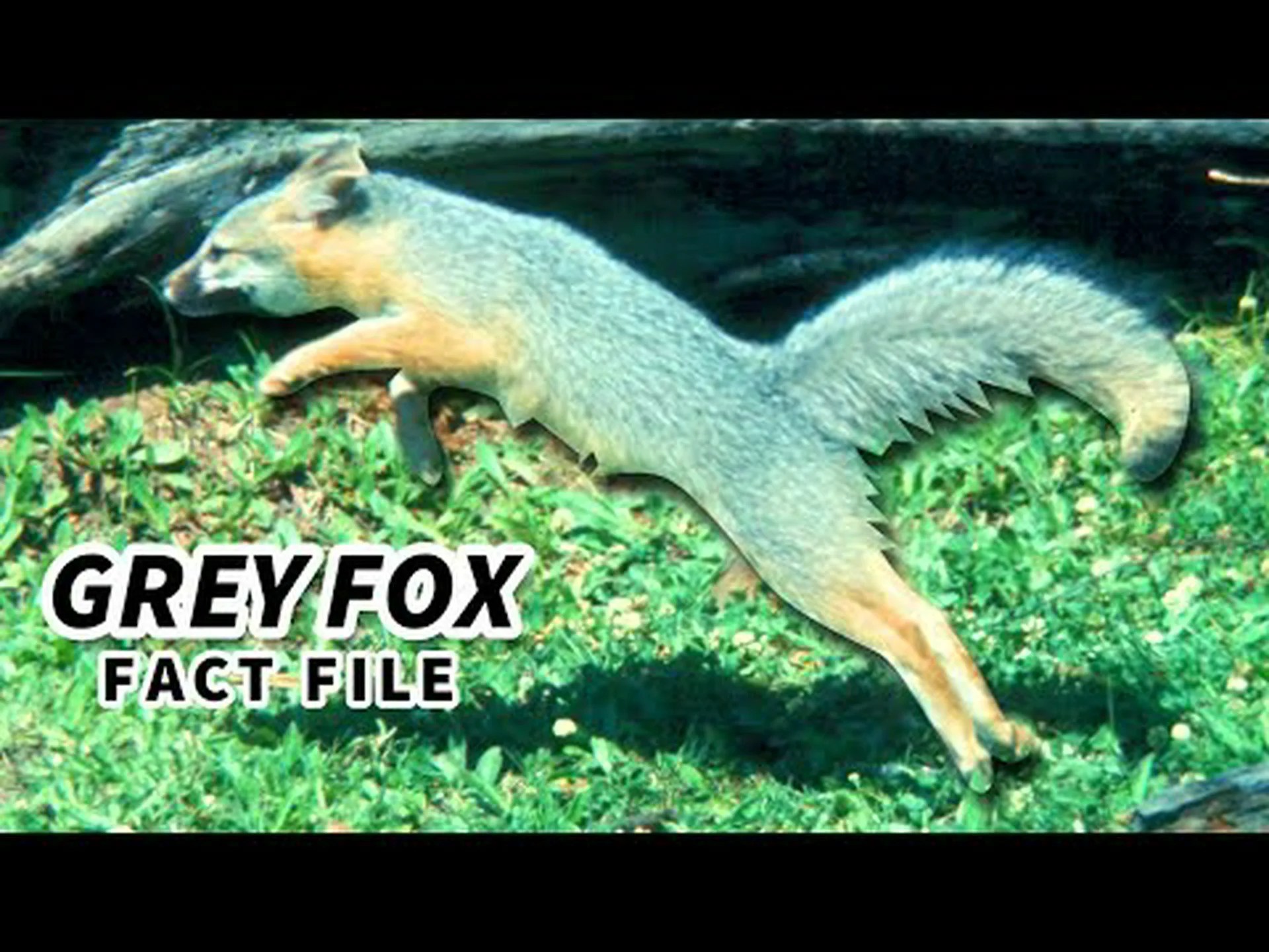 テキサスのハイイロギツネ:生息地と興味深い事実 テキサスのハイイロギツネ:生息地と興味深い事実