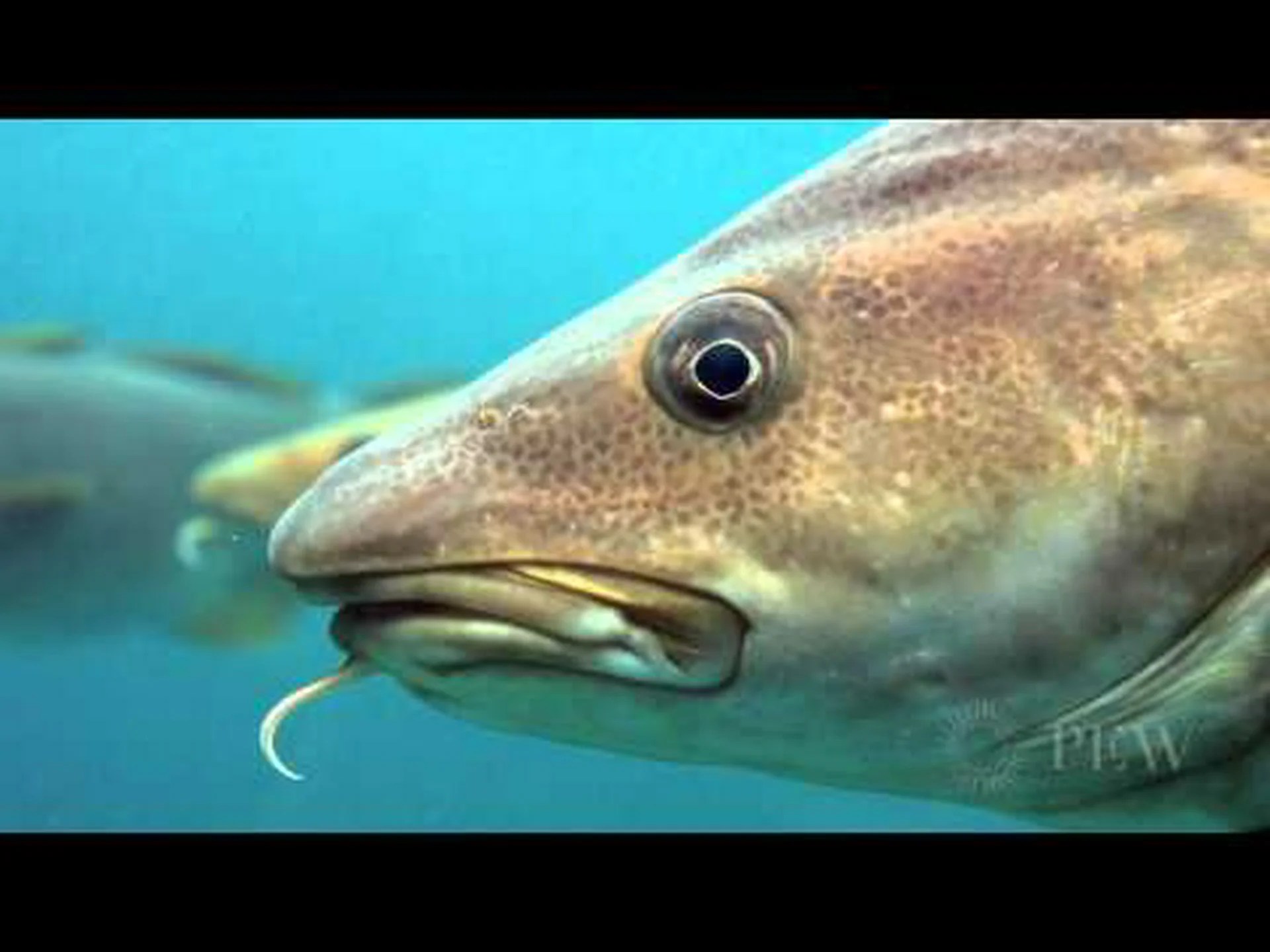 タラ14種類を大きさ別にランキング タラ14種類を大きさ別にランキング