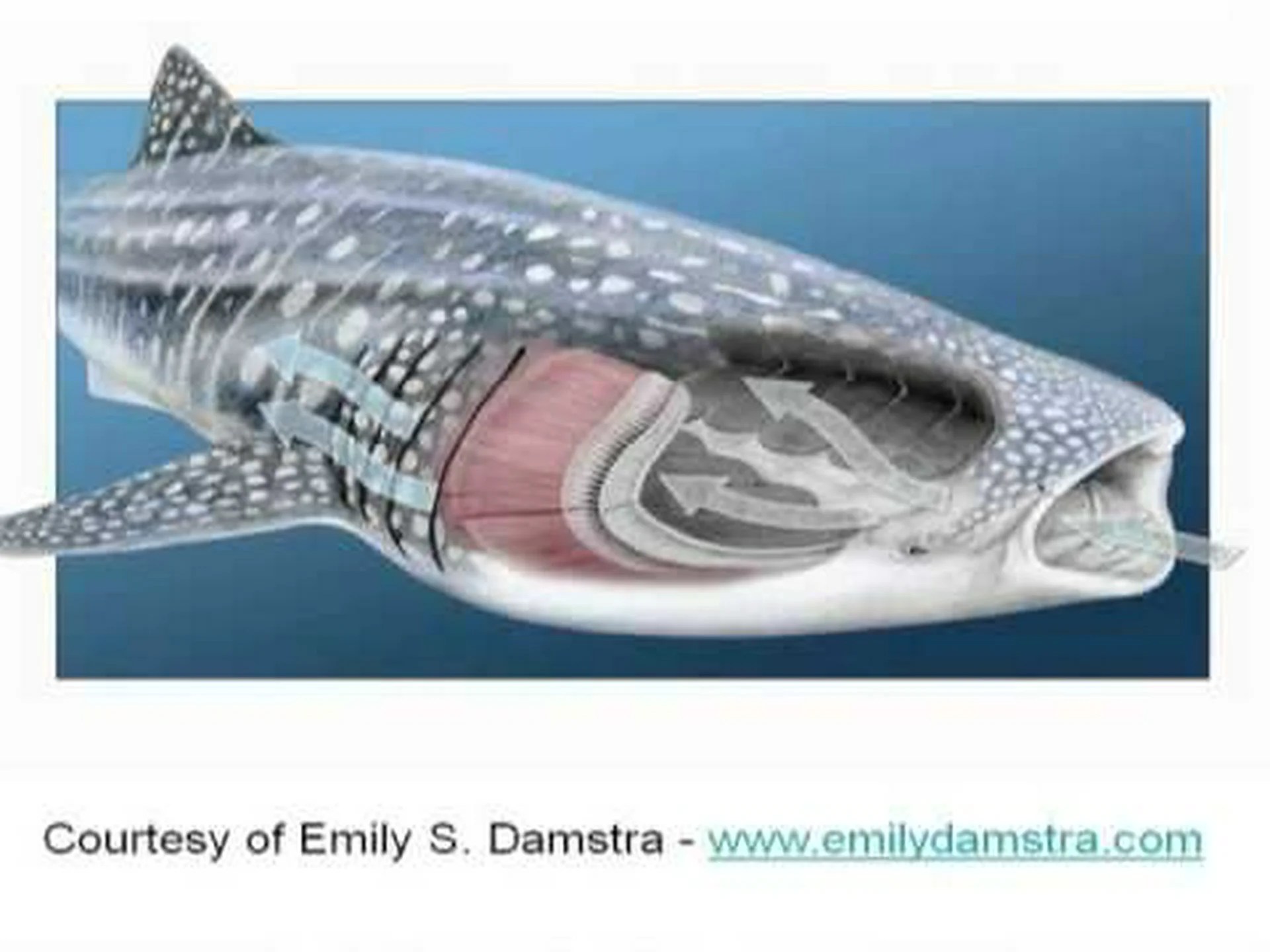 ジンベエザメは何を食べるの?彼らの食生活を解説 ジンベエザメは何を食べるの?彼らの食生活を解説