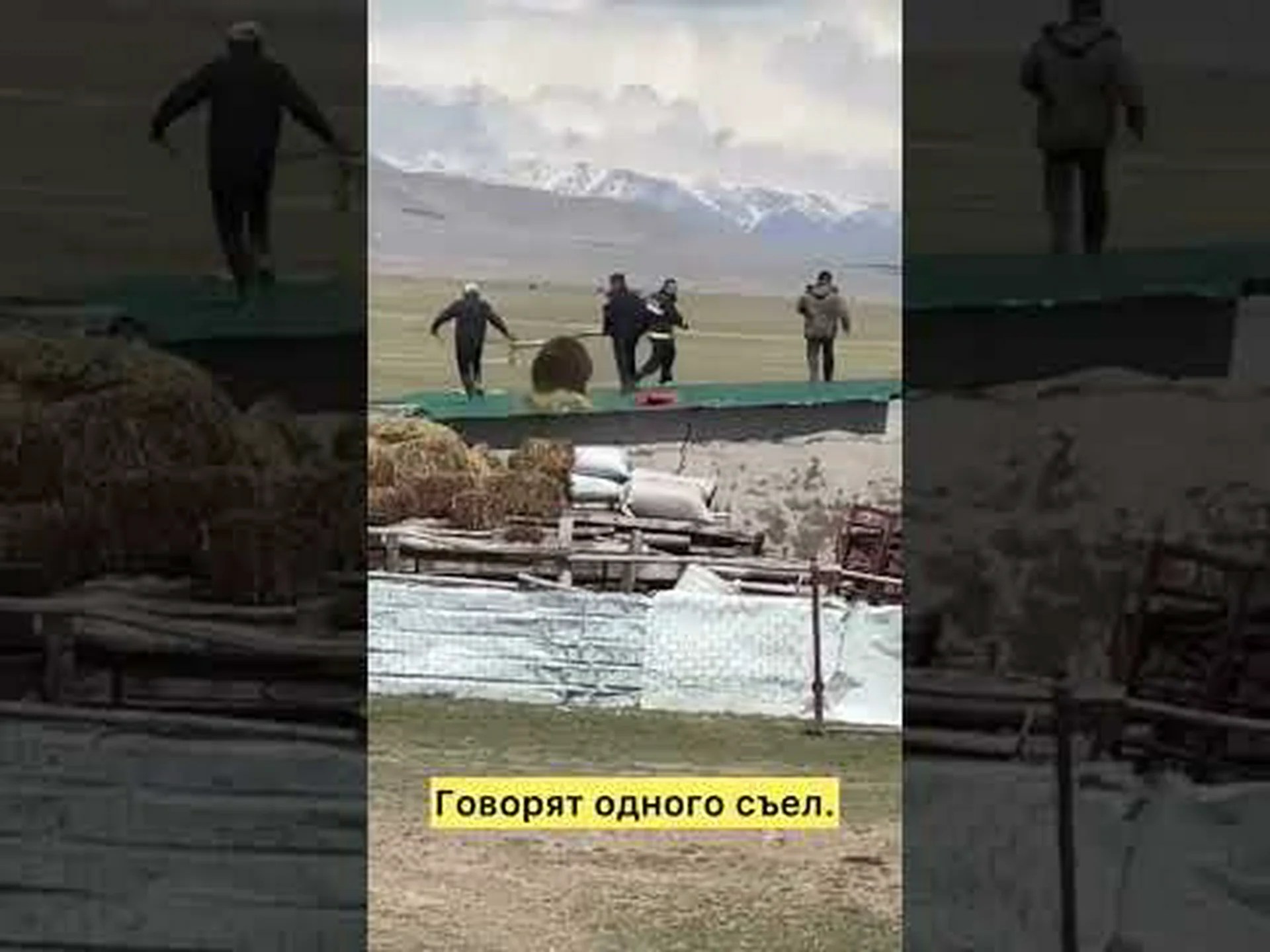この巨大なクマが突然屋根に飛び上がり、男性のグループを執拗に追いかける様子をご覧ください この巨大なクマが突然屋根に飛び上がり、男性のグループを執拗に追いかける様子をご覧ください