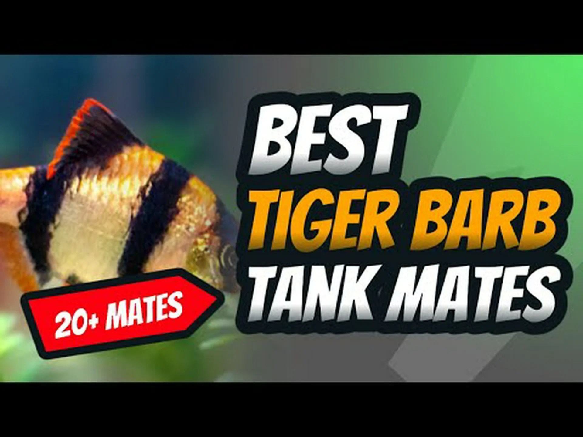 タイガーバーブのベスト8タンクメイト タイガーバーブのベスト8タンクメイト