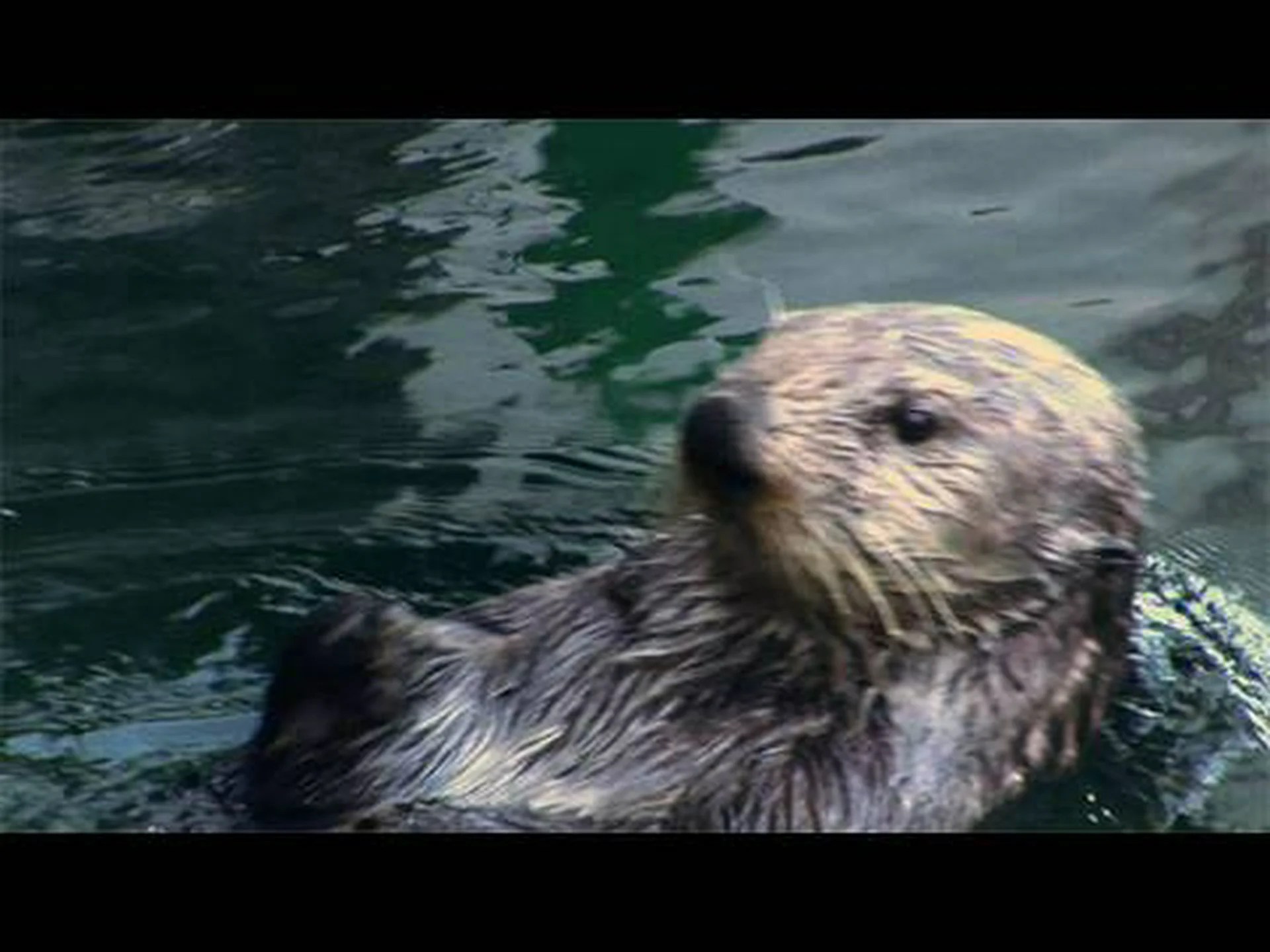 カワウソのうんこ:あなたが今まで知りたかったすべて カワウソのうんこ:あなたが今まで知りたかったすべて