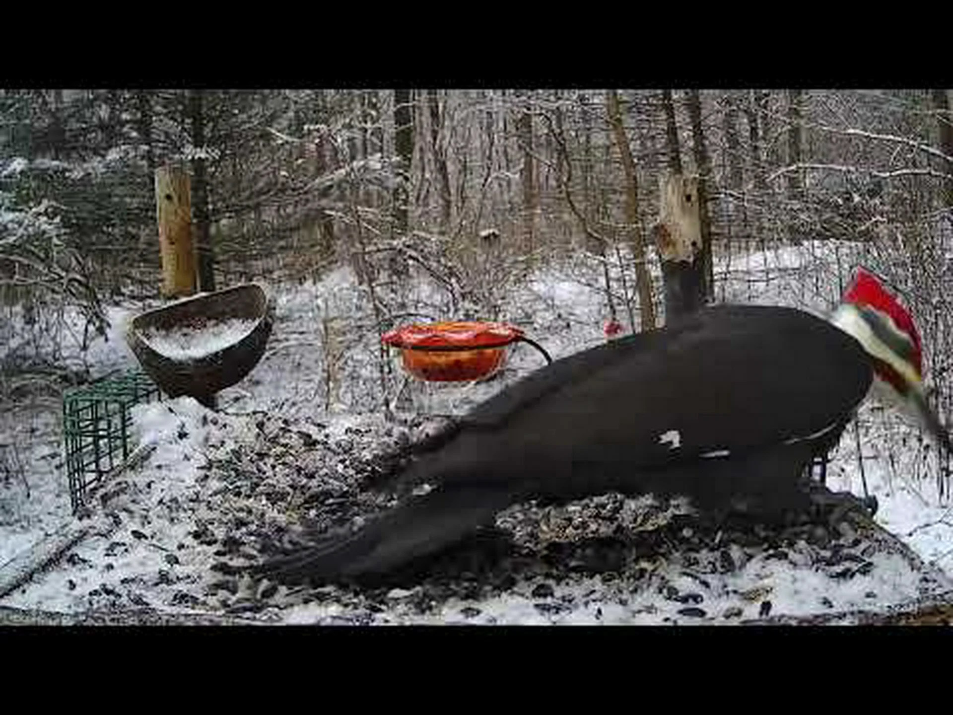 アオゲラのオスとメス:その違いは何ですか アオゲラのオスとメス:その違いは何ですか