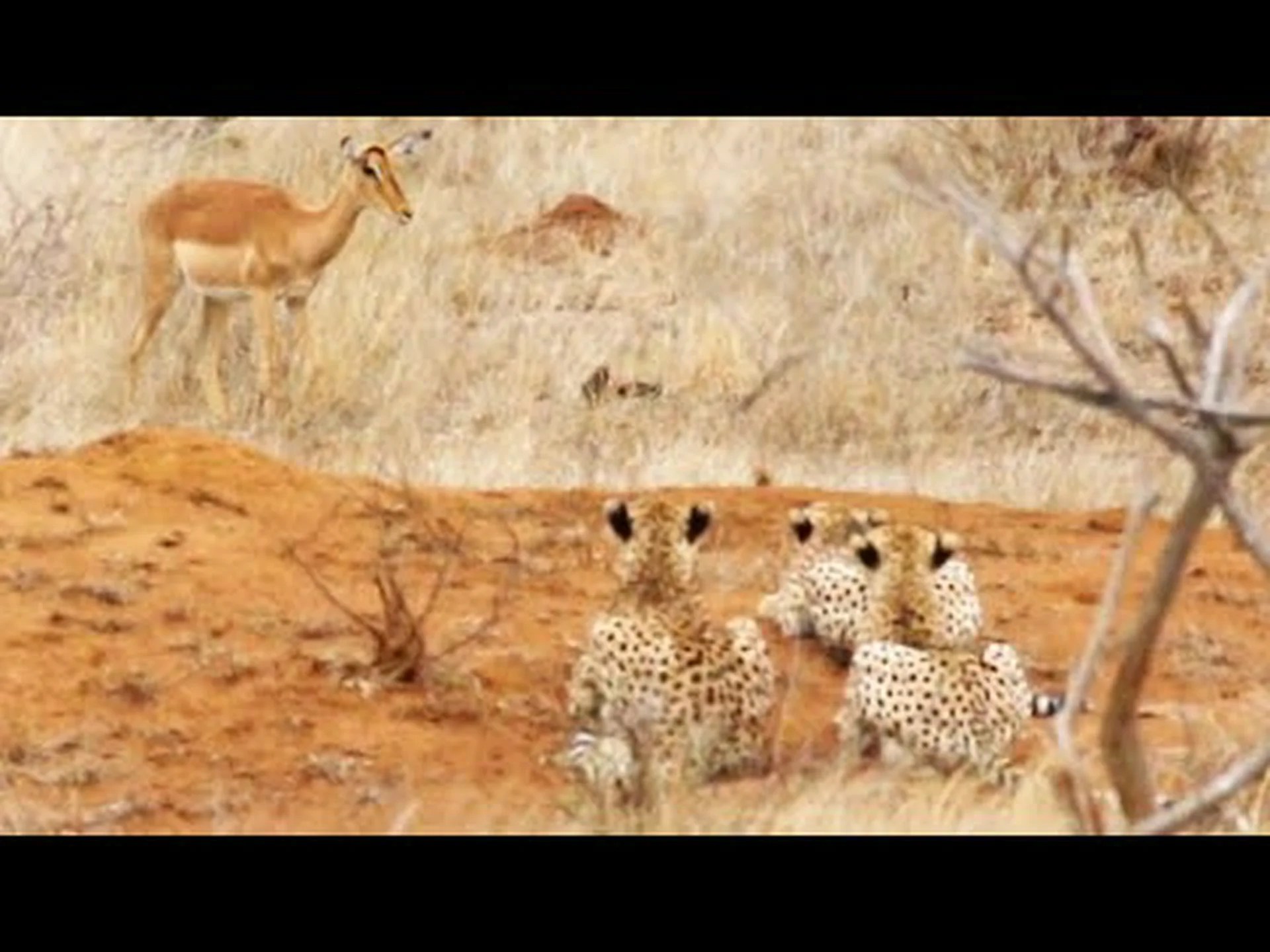 疑うことを知らないインパラが大規模な偽路でチーターの領土に直接侵入 疑うことを知らないインパラが大規模な偽路でチーターの領土に直接侵入