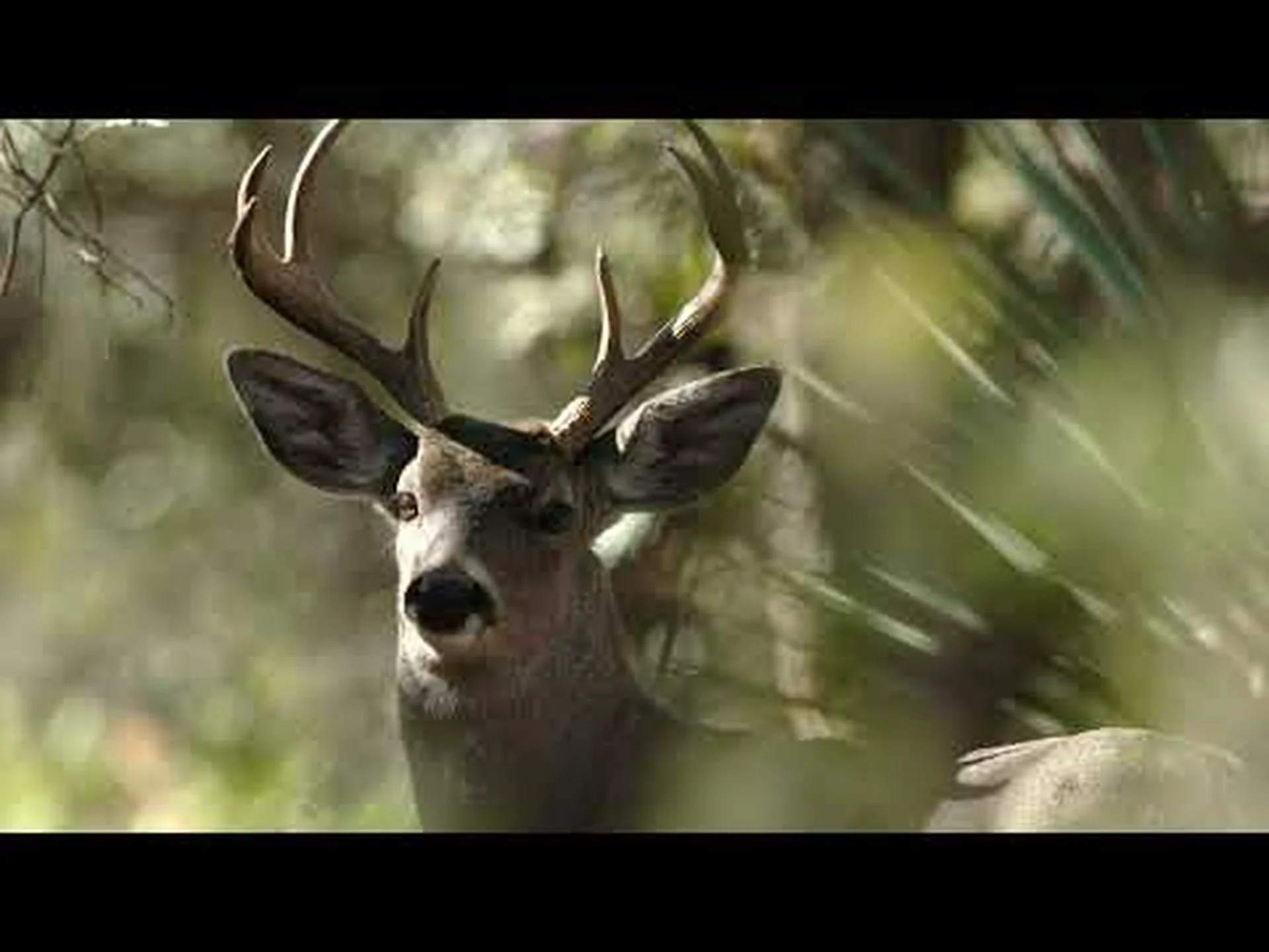 オジロジカとオジロジカ: 違いは何ですか? オジロジカとオジロジカ: 違いは何ですか?