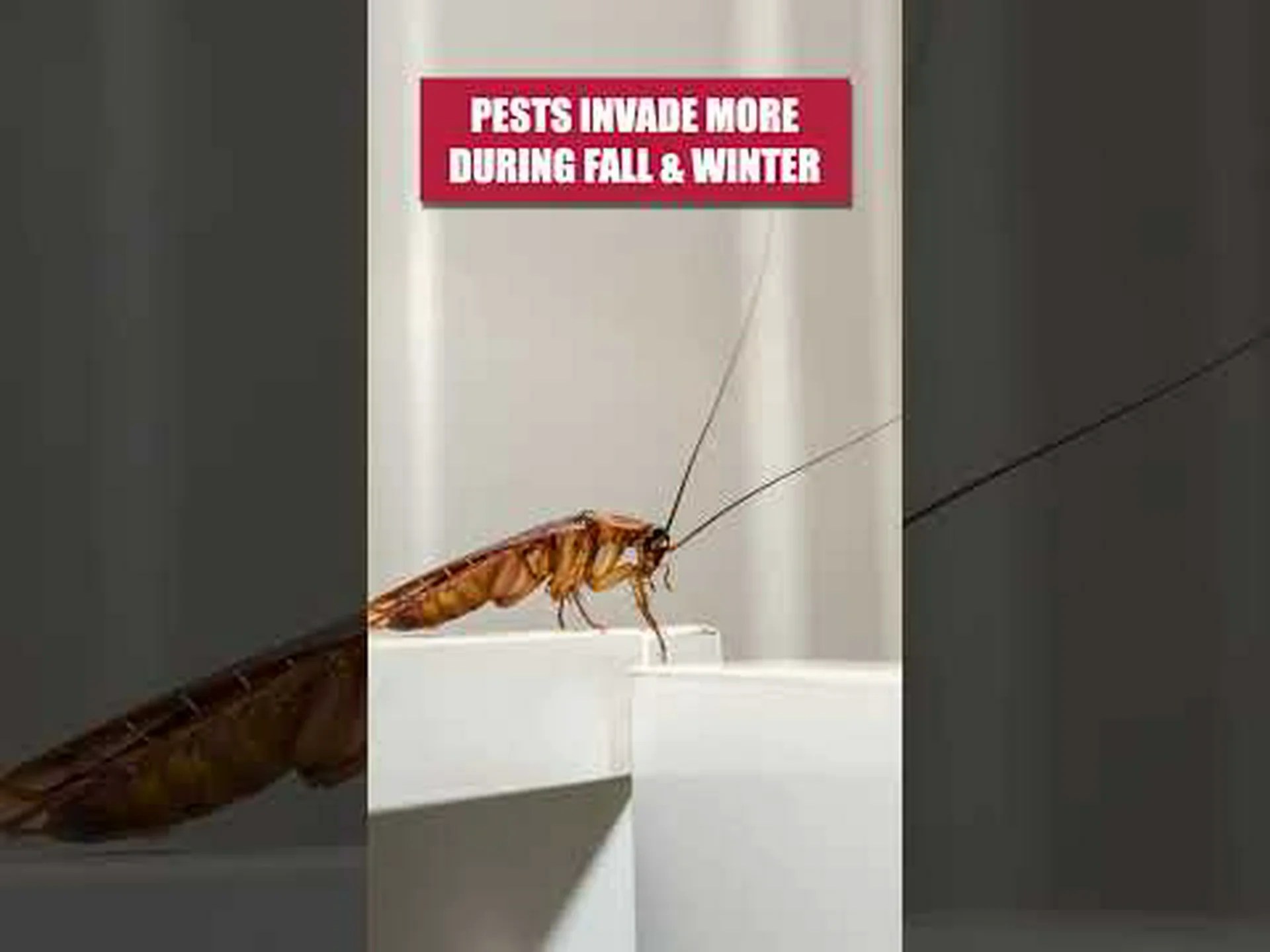 ゴキブリ駆除剤の選び方 ゴキブリ駆除剤の選び方