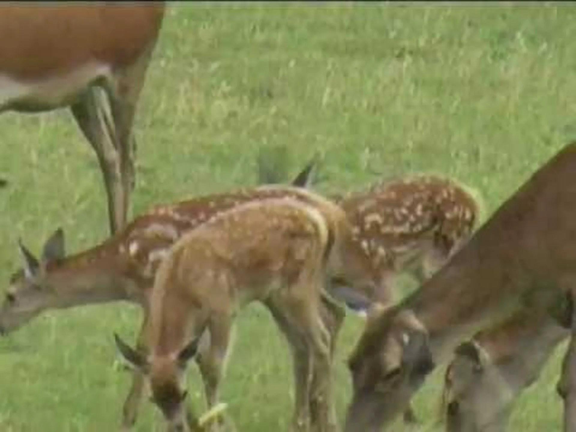 サンバー鹿とニホンジカ: 違いは何ですか? サンバー鹿とニホンジカ: 違いは何ですか?