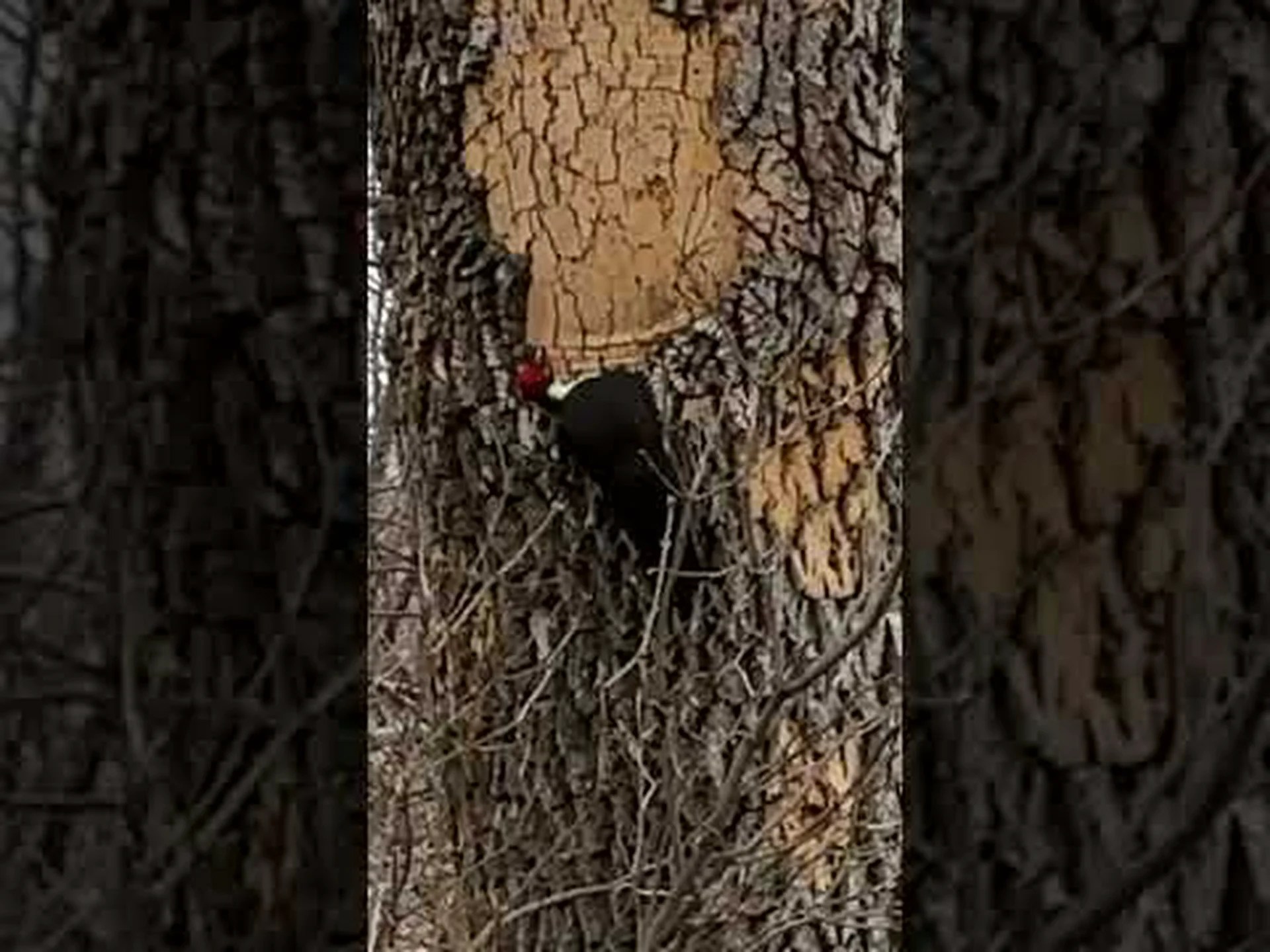 フロリダ最大のキツツキが夕食を食べるために木をすり抜ける様子を観察 フロリダ最大のキツツキが夕食を食べるために木をすり抜ける様子を観察