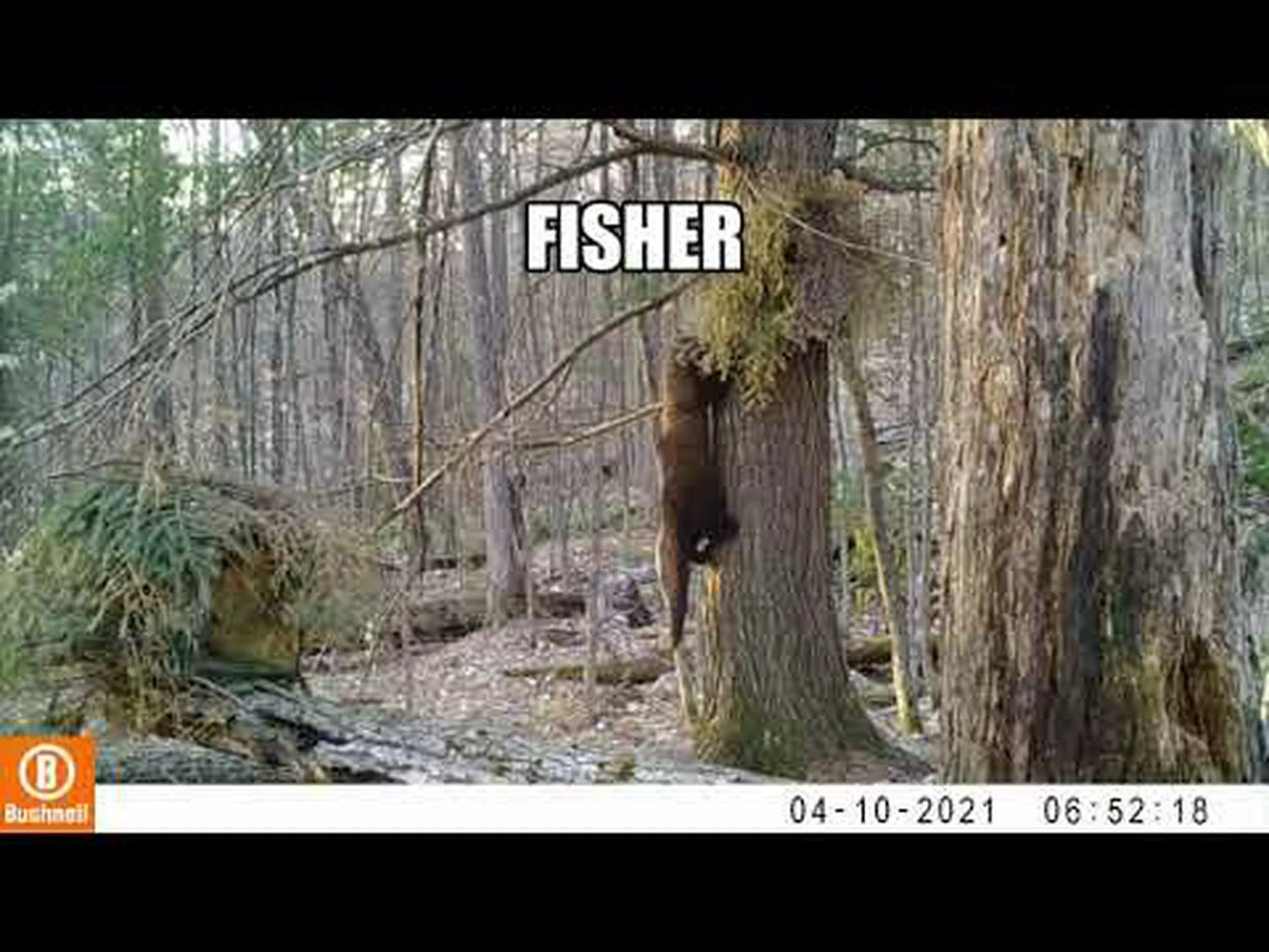 ミンク vs フィッシャーキャット ミンク vs フィッシャーキャット