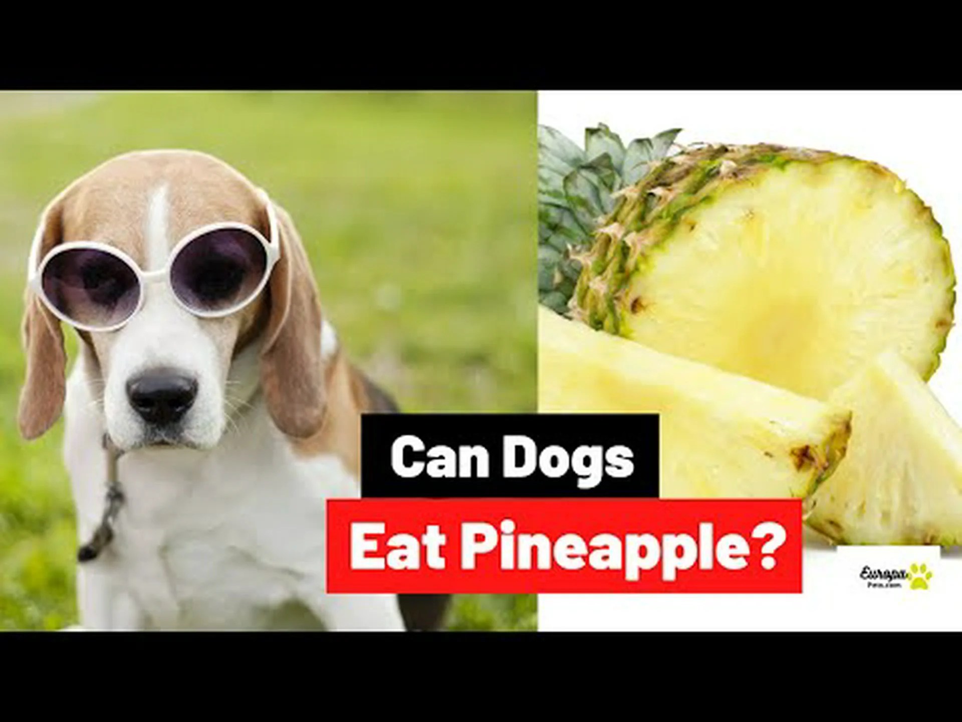 はい、犬はパイナップルを食べても大丈夫です。その理由は次のとおりです はい、犬はパイナップルを食べても大丈夫です。その理由は次のとおりです