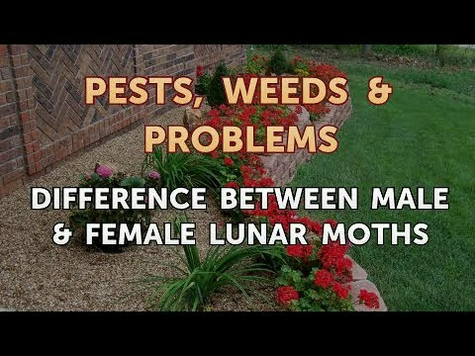 ルナモスのオスとメス: 3 つの主な違い ルナモスのオスとメス: 3 つの主な違い