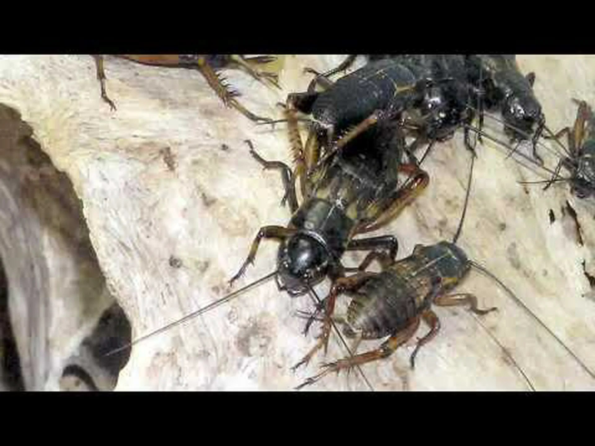 リングネックヘビは何を食べるのですか? リングネックヘビは何を食べるのですか?