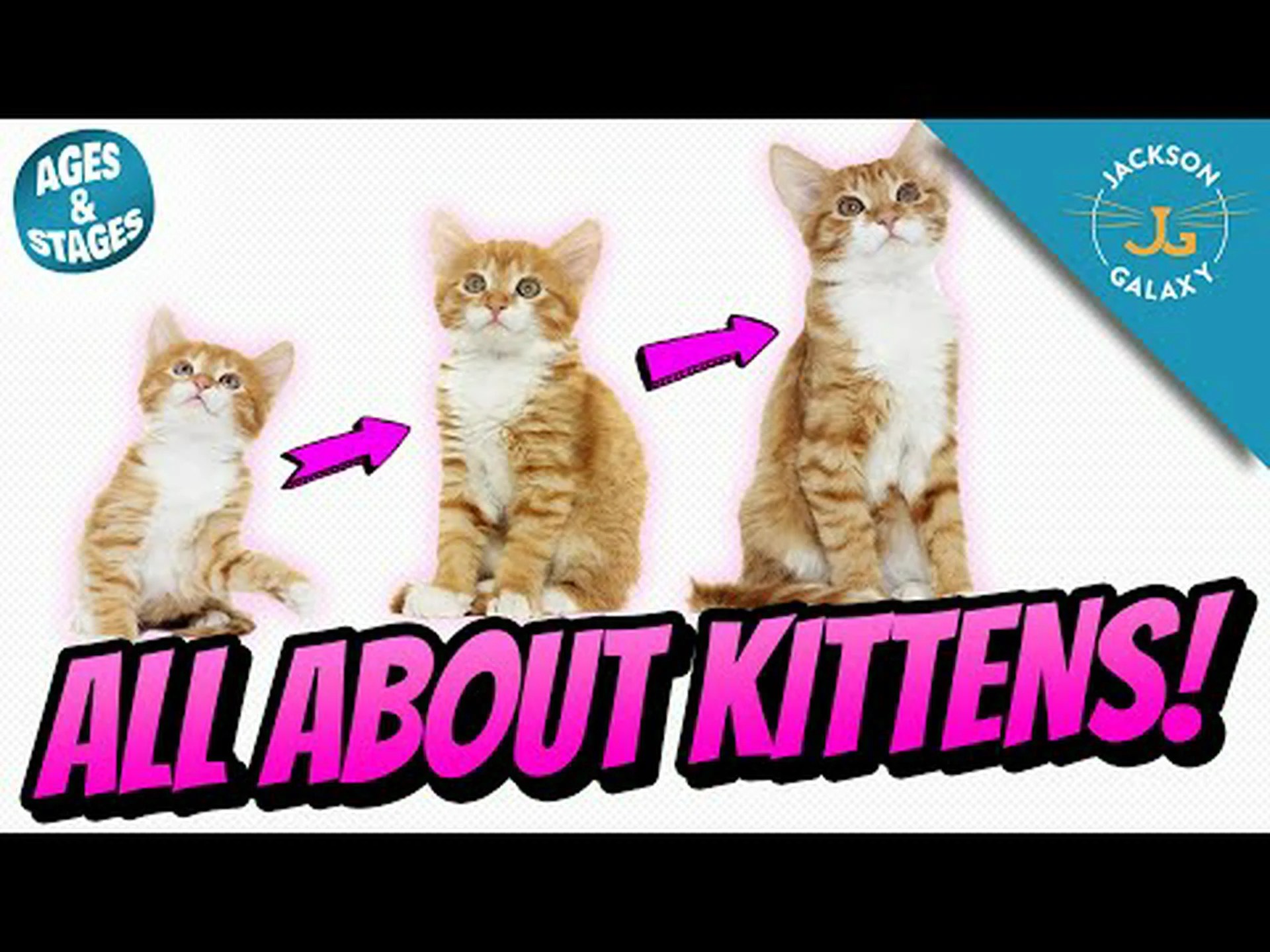 サバンナキャットはどのくらい大きくなりますか?平均サイズと成長マイルストーン サバンナキャットはどのくらい大きくなりますか?平均サイズと成長マイルストーン