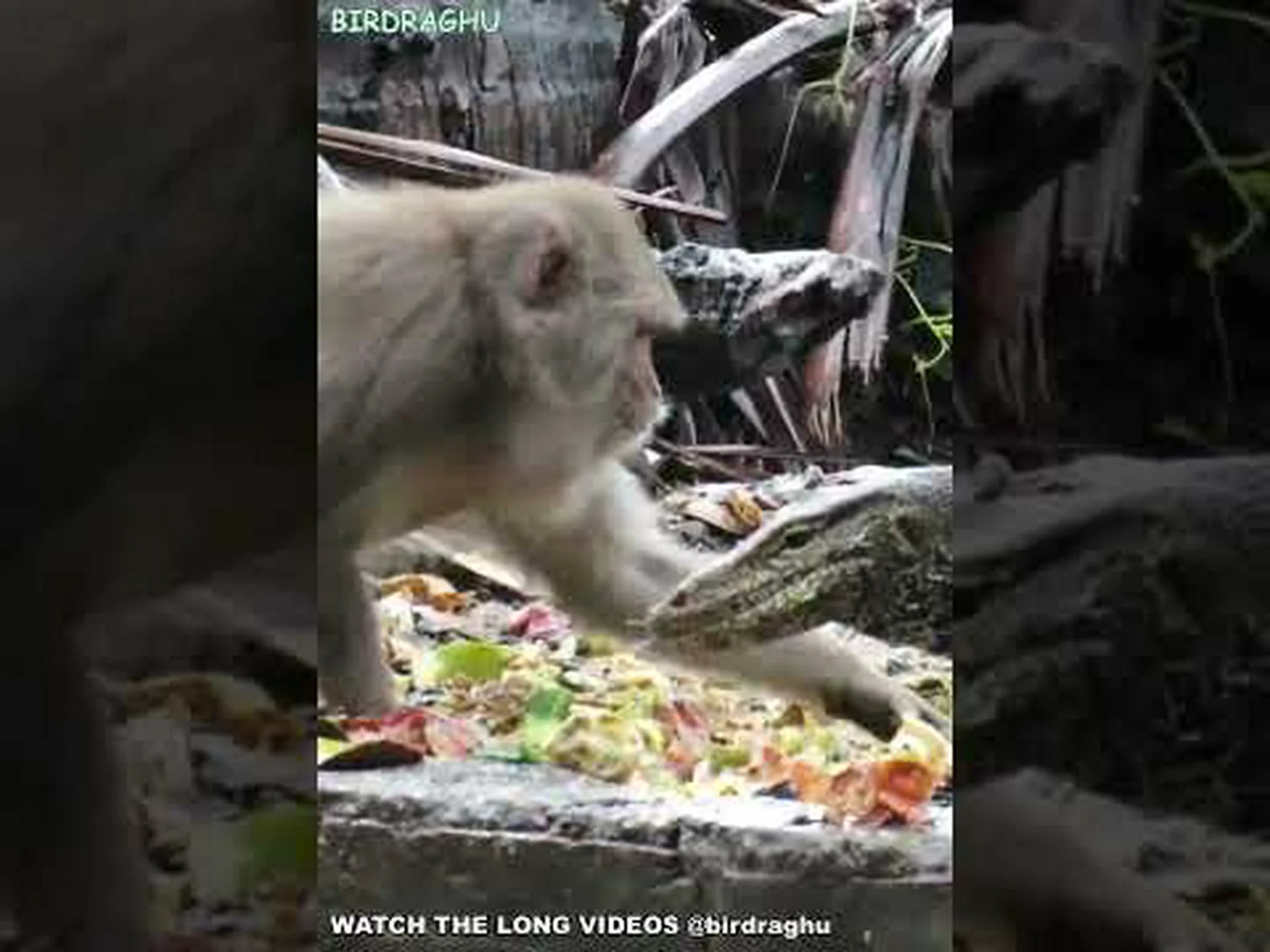 巨大なトカゲとサルが無料の食料をめぐって壮大な戦いに突入する様子をご覧ください 巨大なトカゲとサルが無料の食料をめぐって壮大な戦いに突入する様子をご覧ください