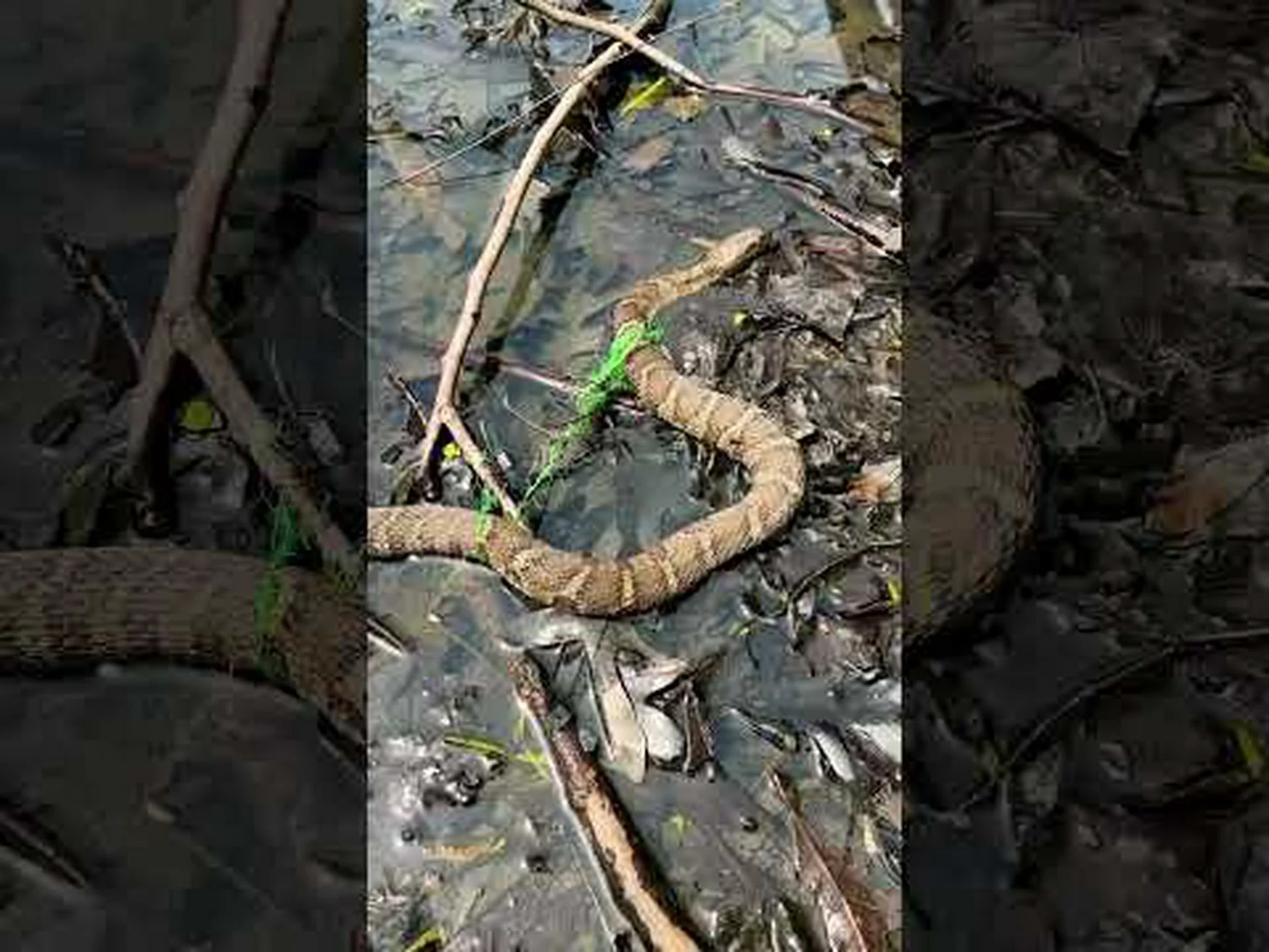 カッパーヘッドとキタウォータースネーク: 違いは何ですか? カッパーヘッドとキタウォータースネーク: 違いは何ですか?