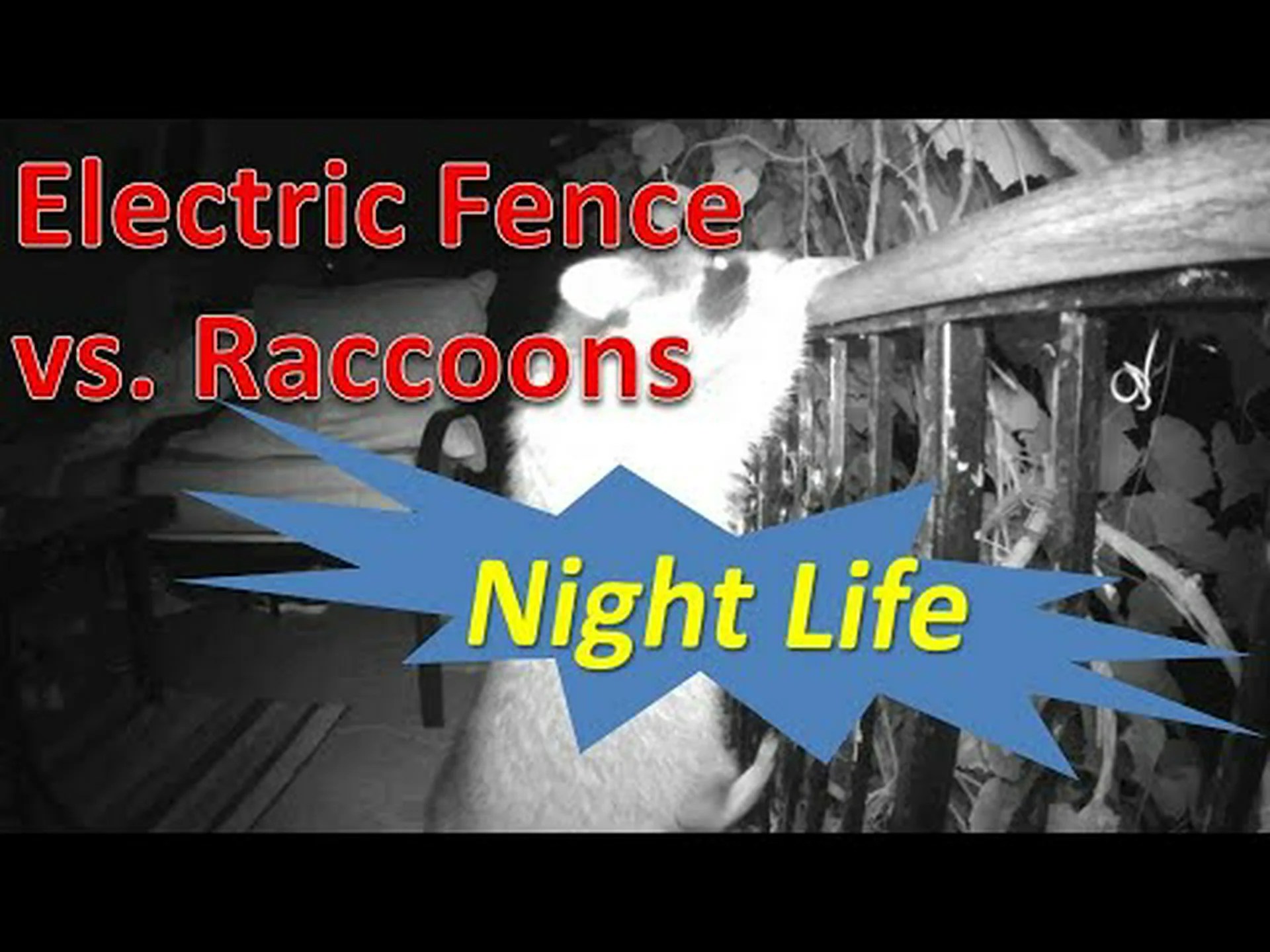 好奇心旺盛なアライグマが電気柵に近づきすぎると何が起こるか観察してみよう 好奇心旺盛なアライグマが電気柵に近づきすぎると何が起こるか観察してみよう