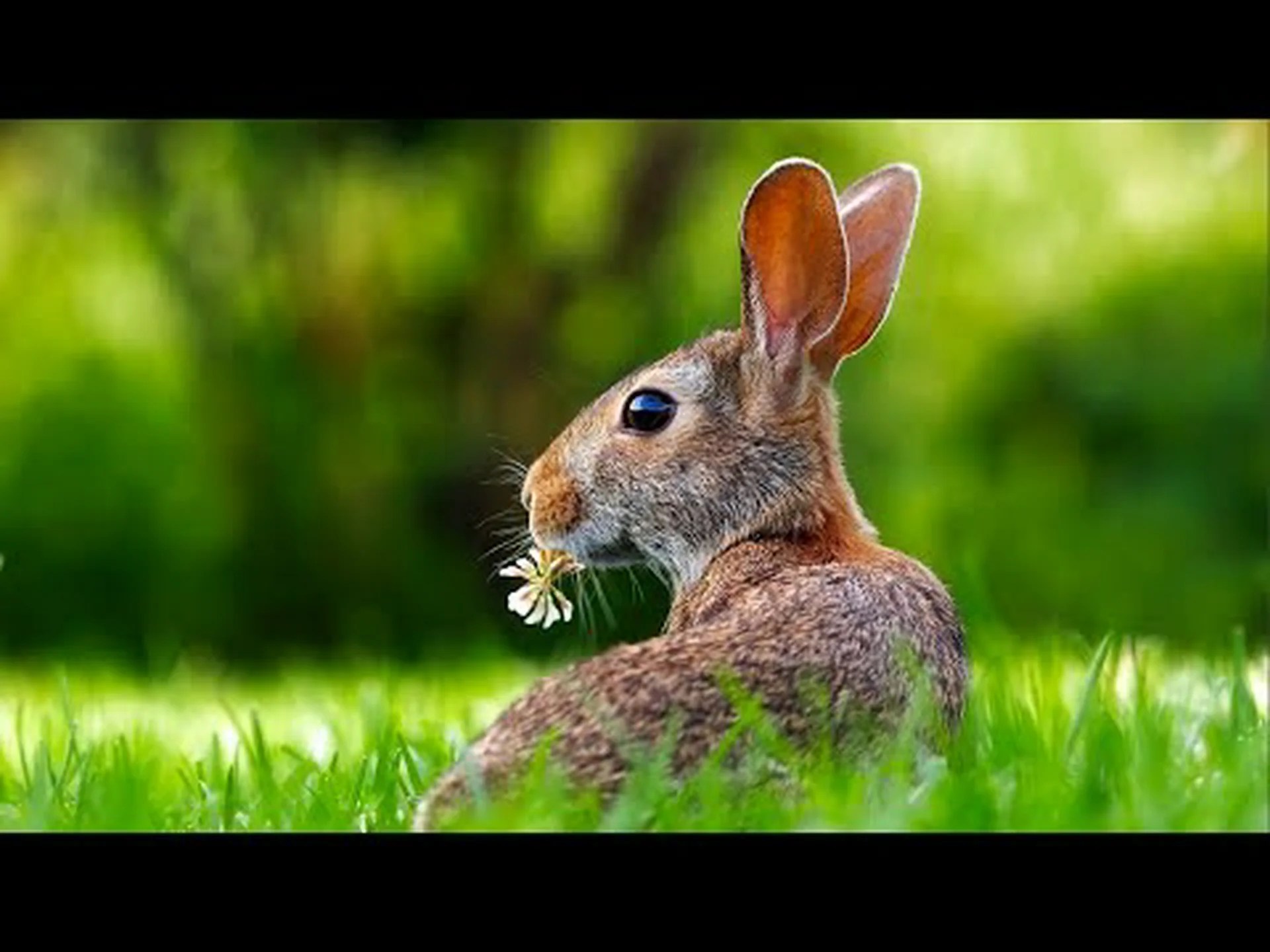 ウサギとウサギの足跡: 雪、泥などの識別ガイド ウサギとウサギの足跡: 雪、泥などの識別ガイド
