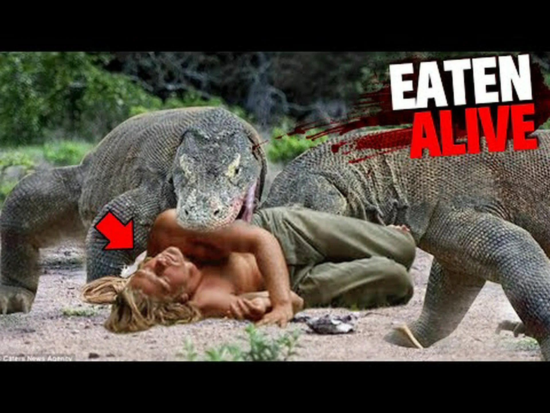 巨大で恐ろしいコモドオオトカゲに近づきすぎる男を観察してください 巨大で恐ろしいコモドオオトカゲに近づきすぎる男を観察してください